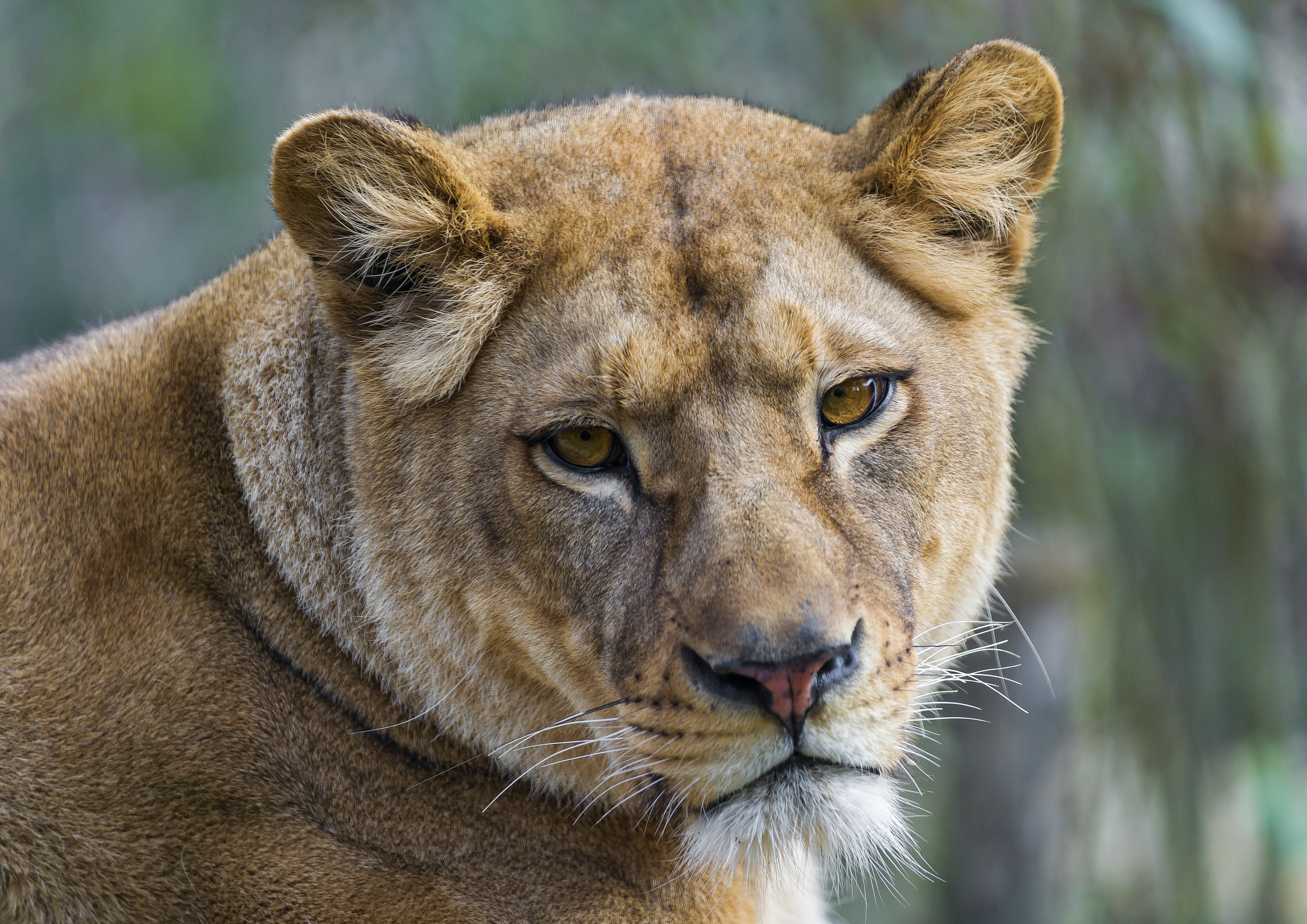 Téléchargez gratuitement l'image Animaux, Chats, Lion sur le bureau de votre PC