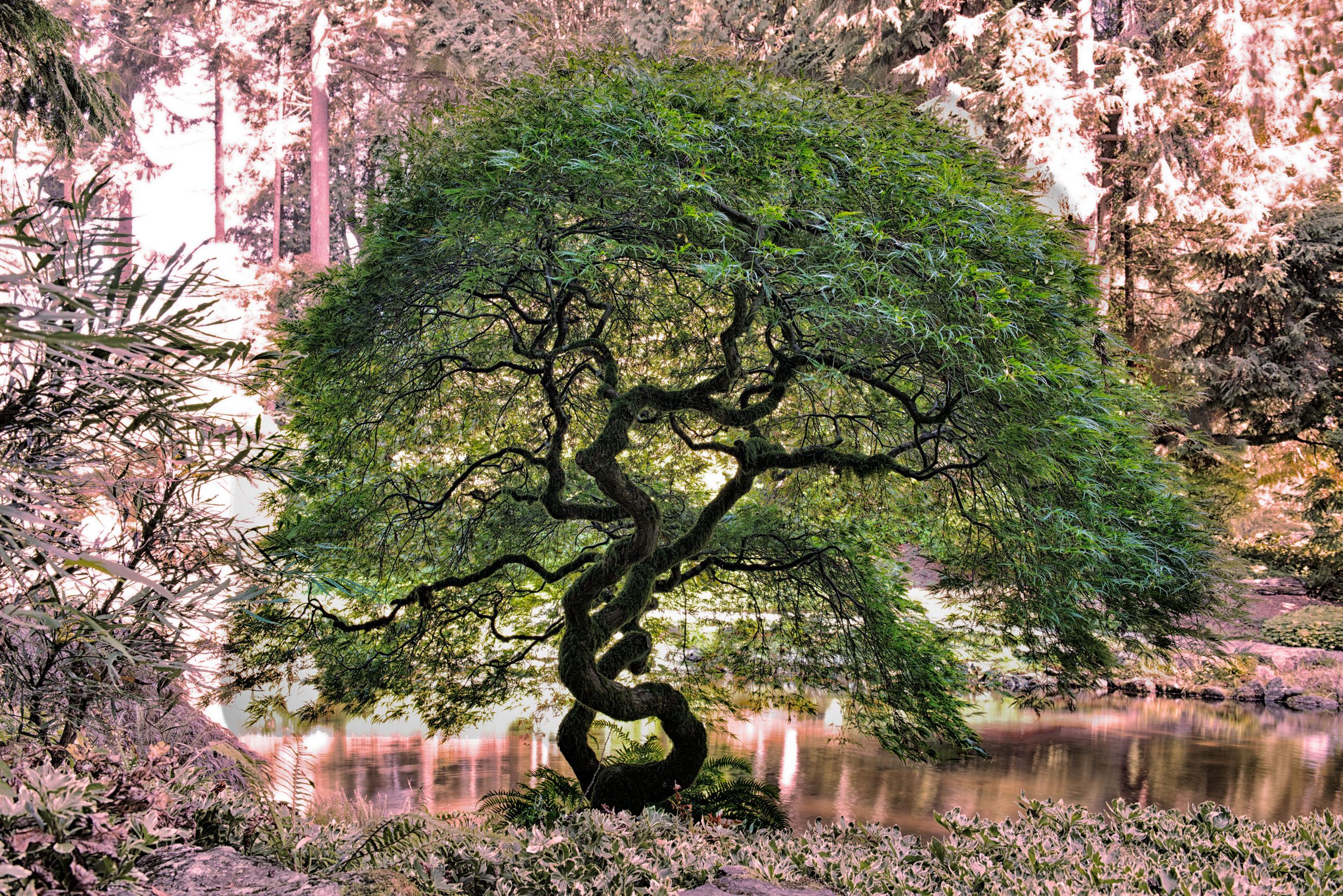 Скачать обои бесплатно Земля/природа, Искривленное Дерево картинка на рабочий стол ПК