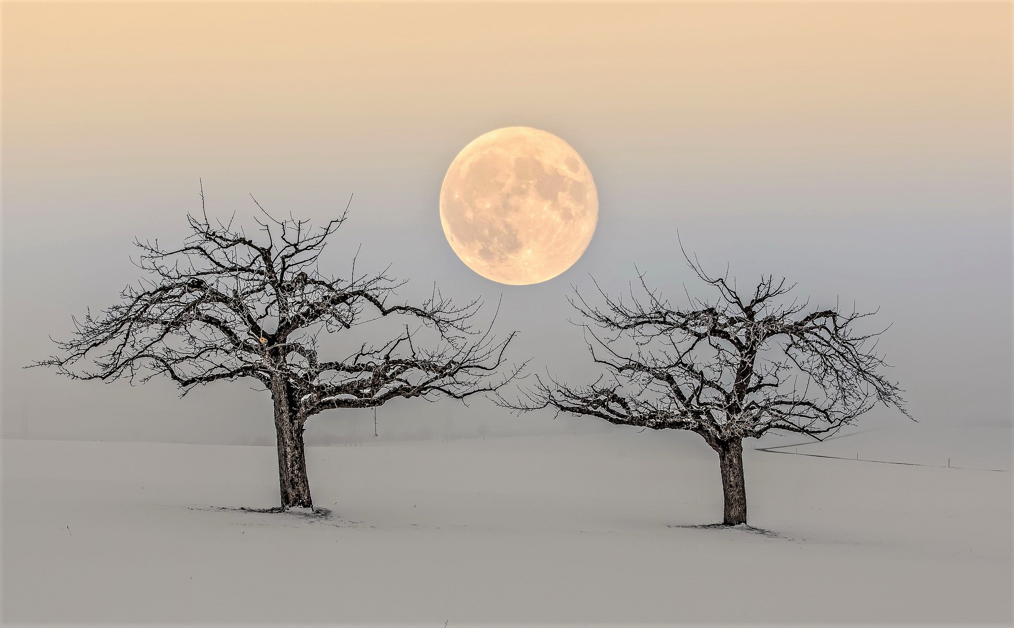 Download mobile wallpaper Winter, Sky, Moon, Snow, Tree, Earth for free.