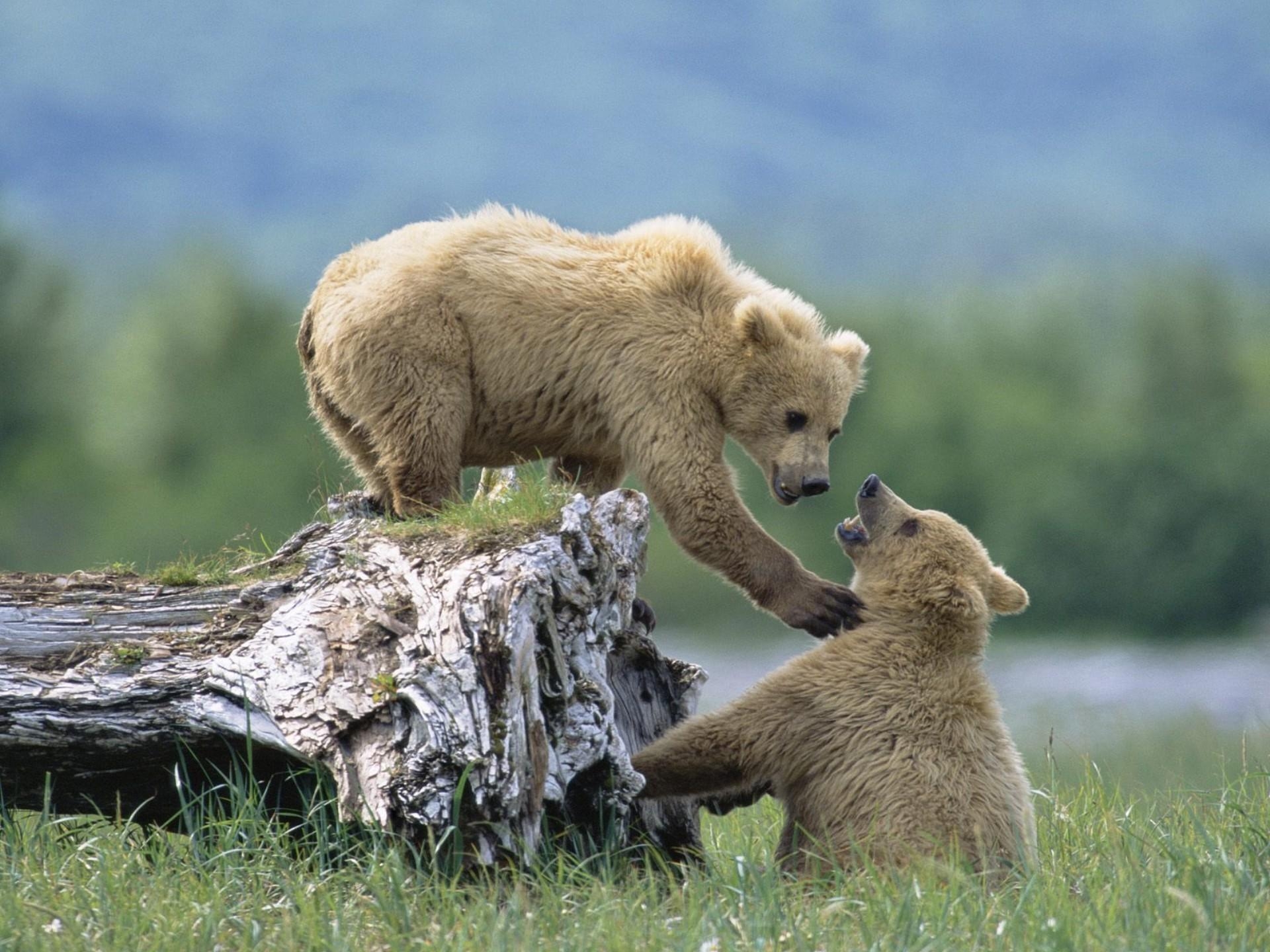 animals, grass, bears, young, cubs, climb, log