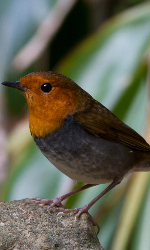 Descarga gratuita de fondo de pantalla para móvil de Animales, Aves, Zorzal Robín.