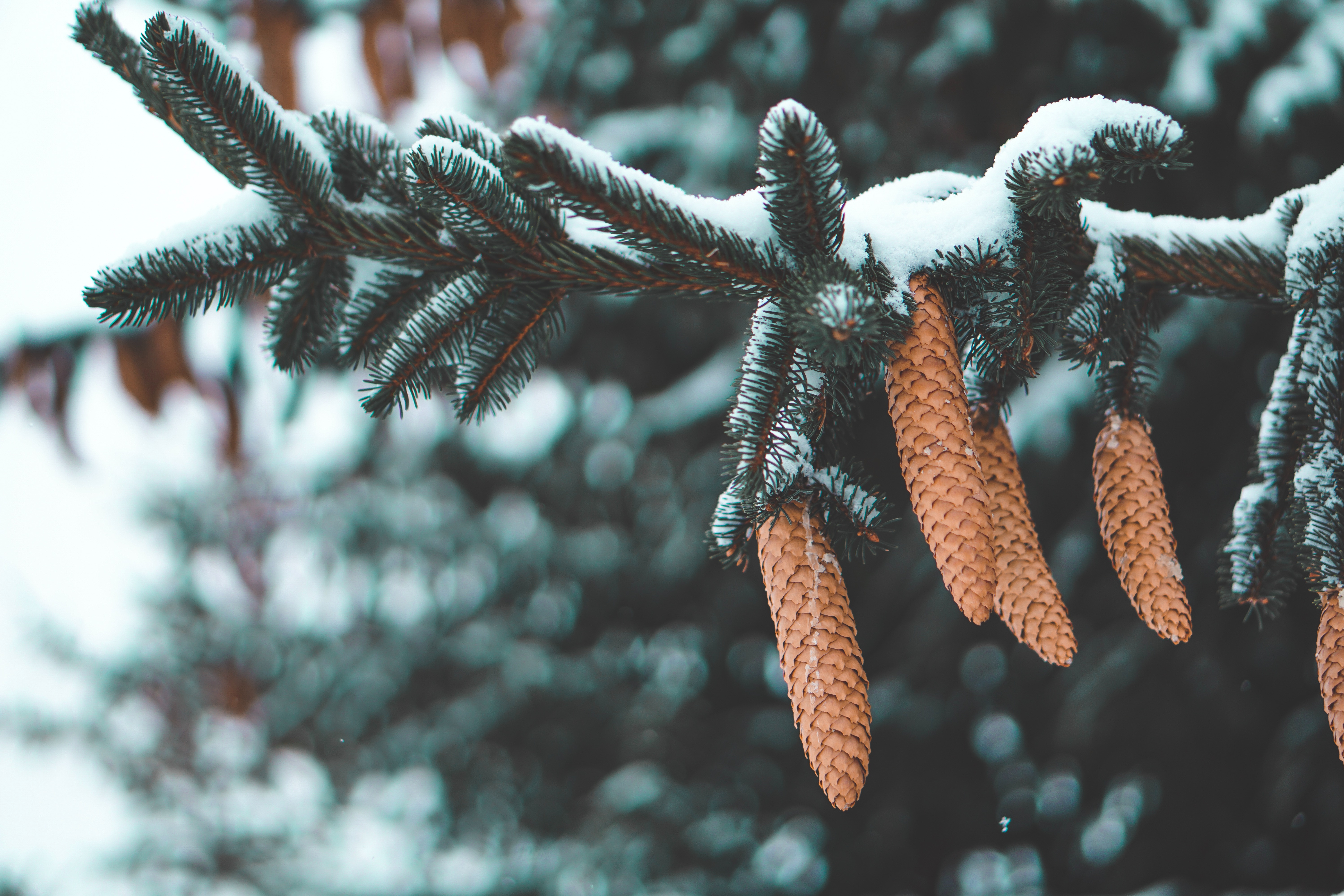 nature, cones, needle, snow, branch, fir HD wallpaper