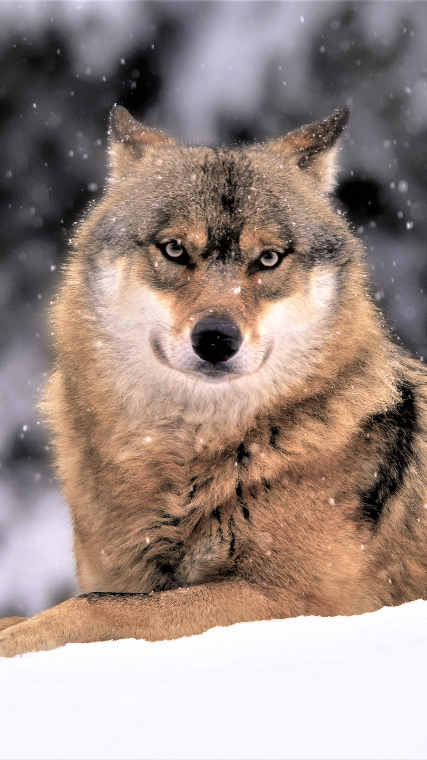 Download mobile wallpaper Winter, Snow, Muzzle, Wolf, Animal, Snowfall, Wolves for free.