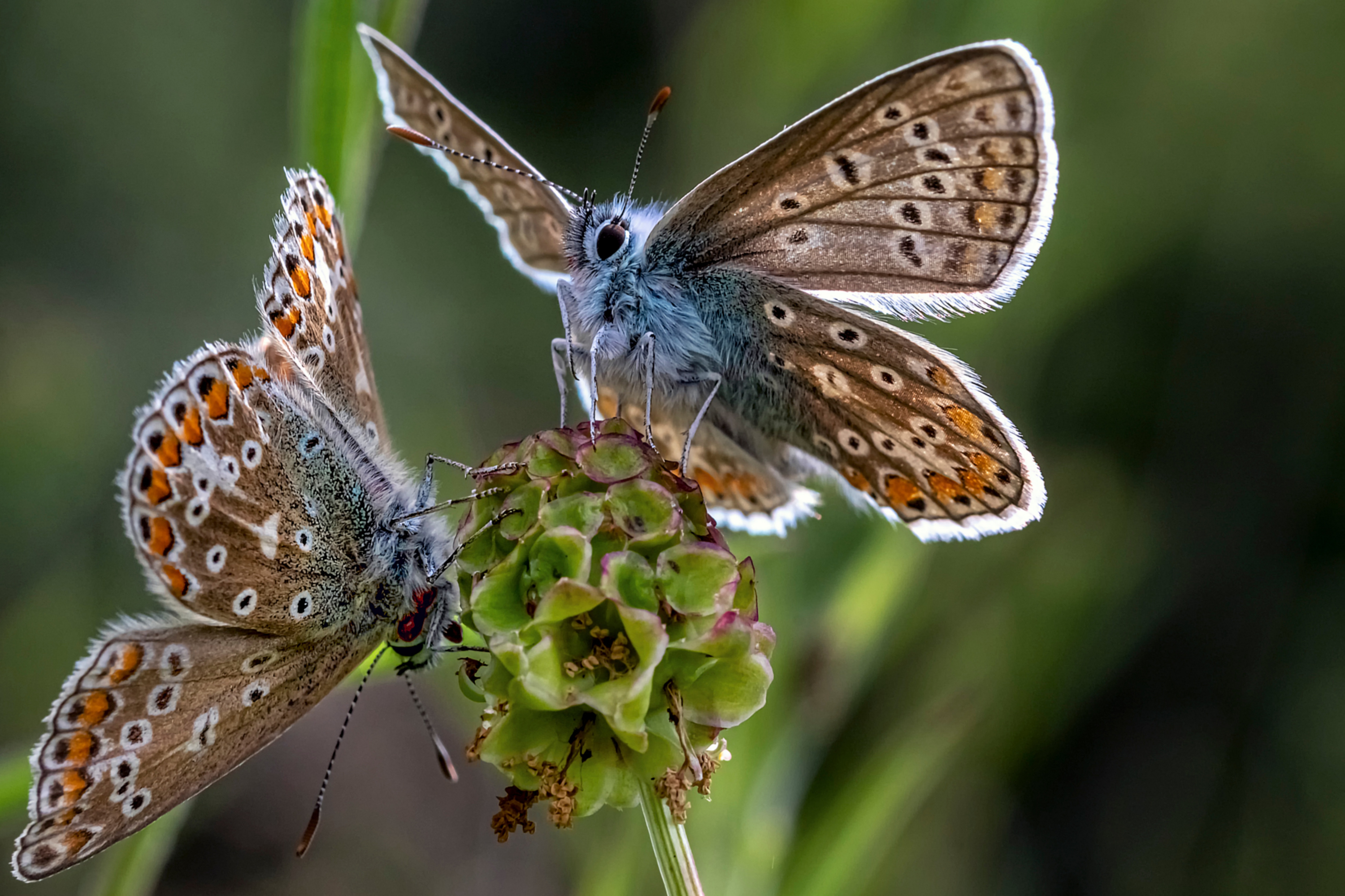 Download mobile wallpaper Butterfly, Animal for free.