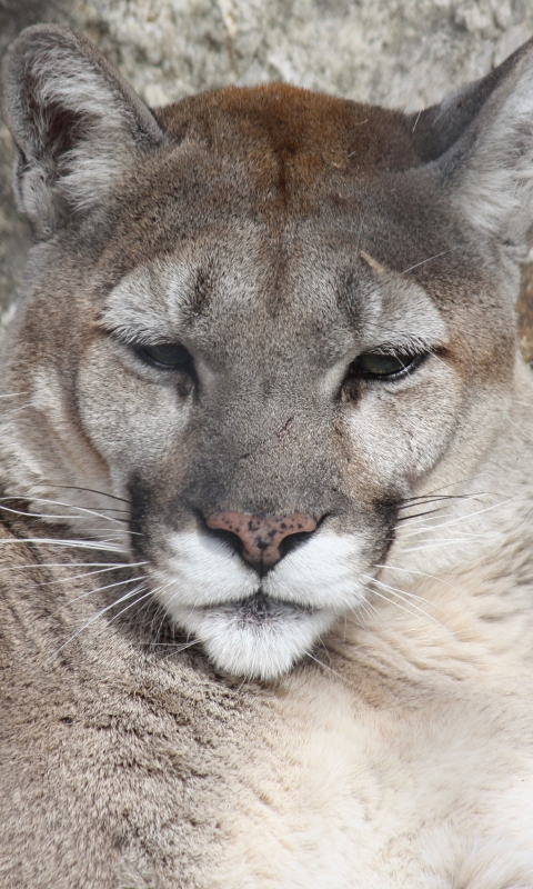 Download mobile wallpaper Cougar, Cats, Animal for free.