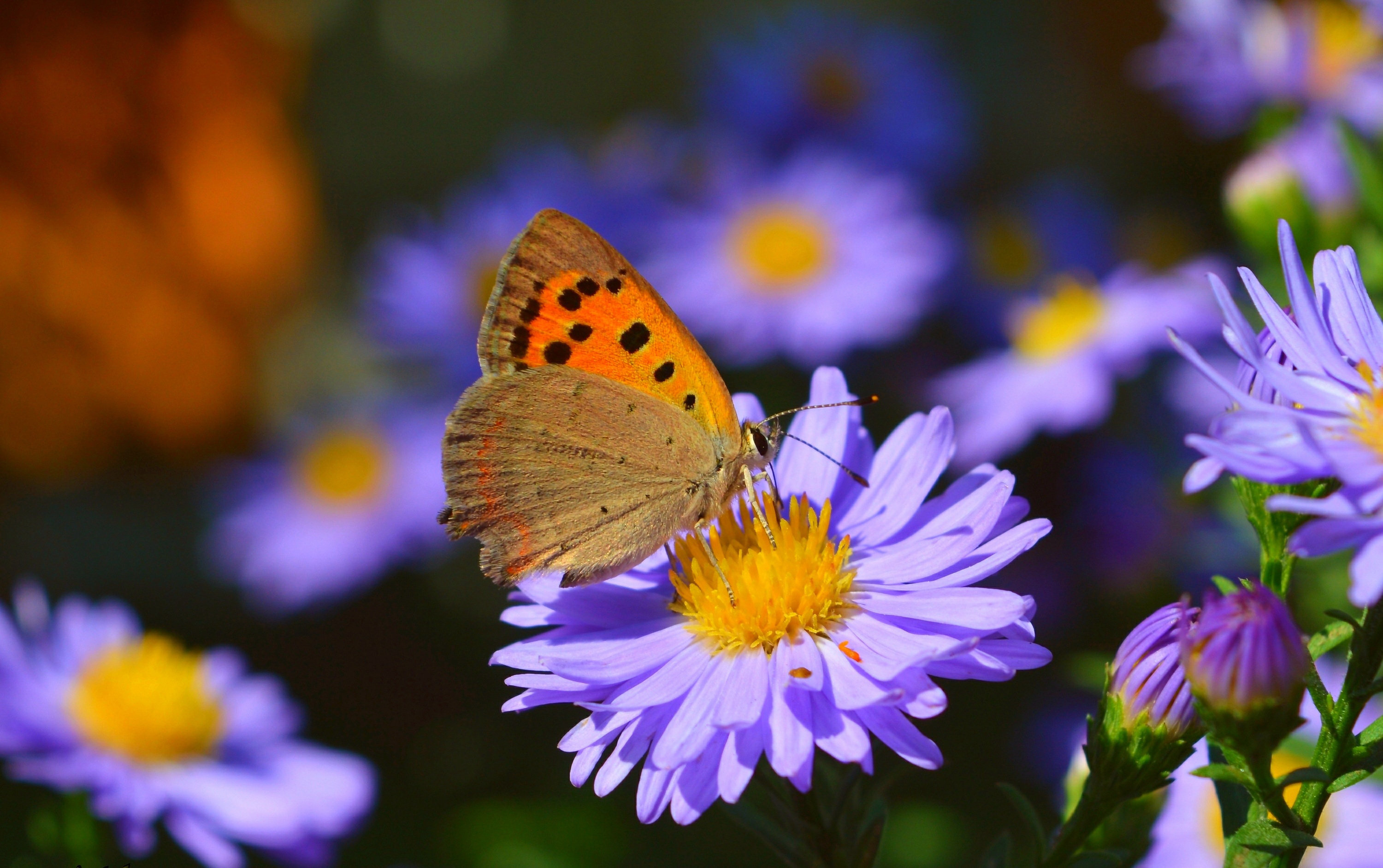 Download mobile wallpaper Macro, Insect, Butterfly, Animal, Purple Flower for free.