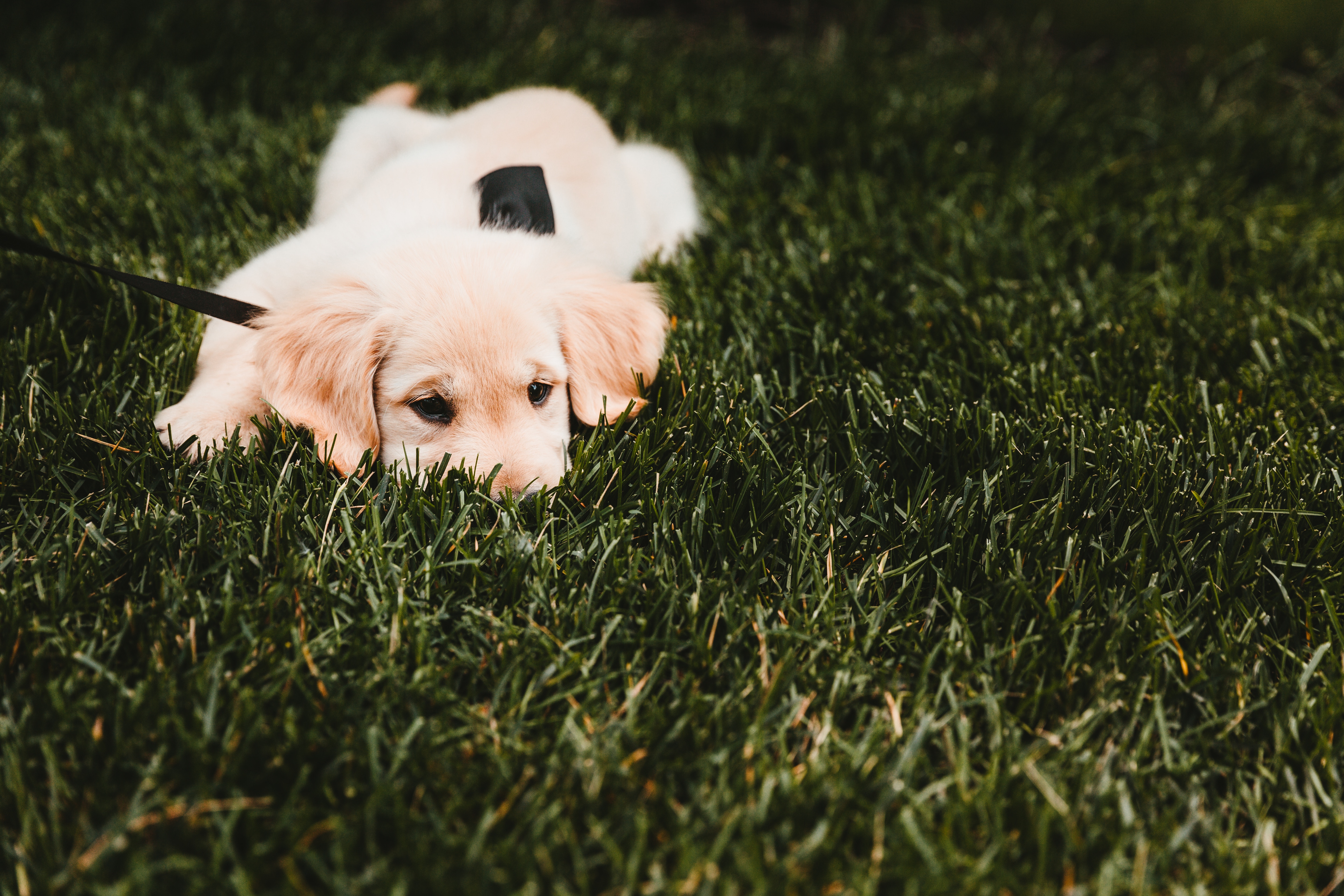 dog, animals, grass, lies, puppy, golden retriever