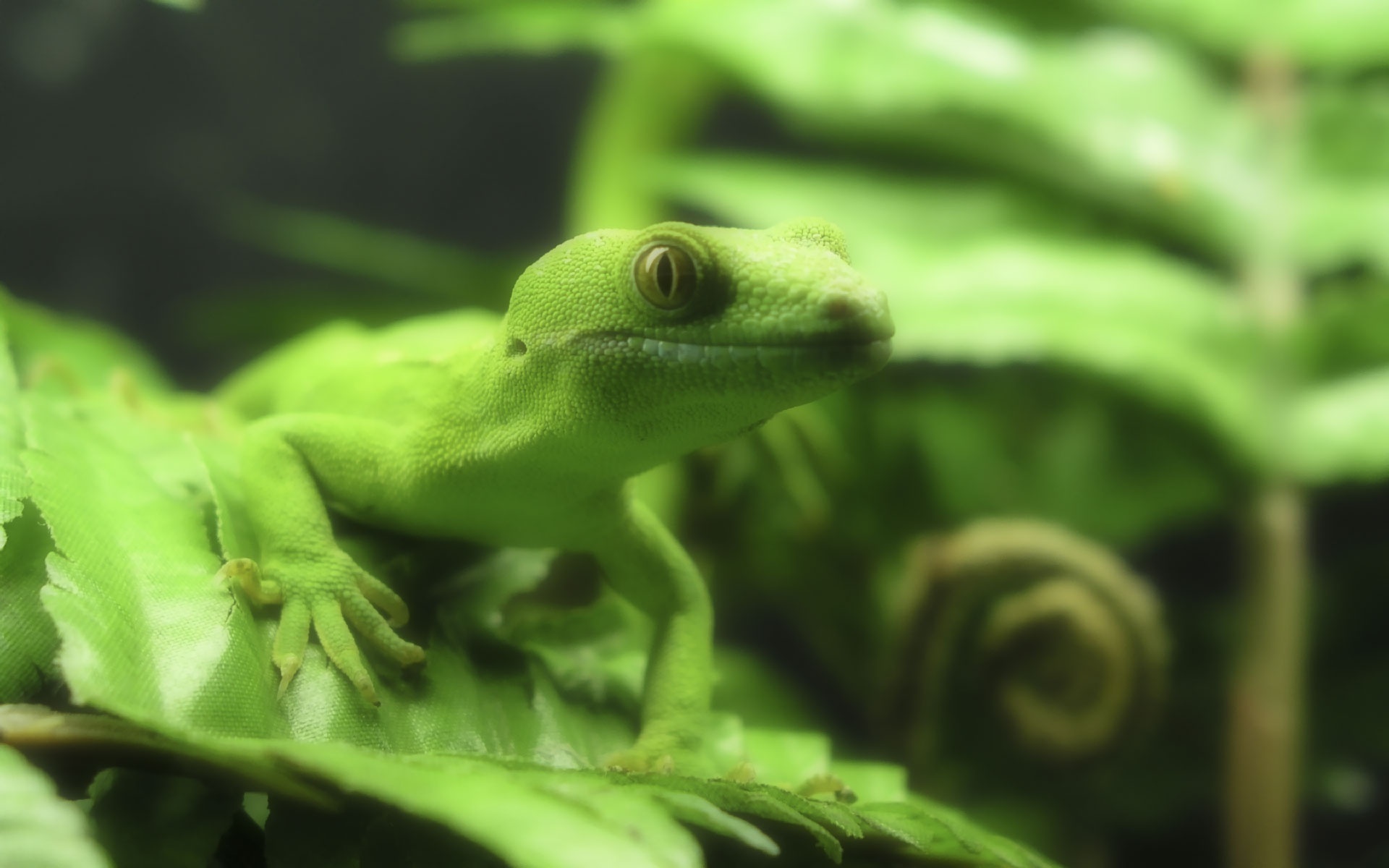 Free download wallpaper Animal, Lizard, Reptiles on your PC desktop