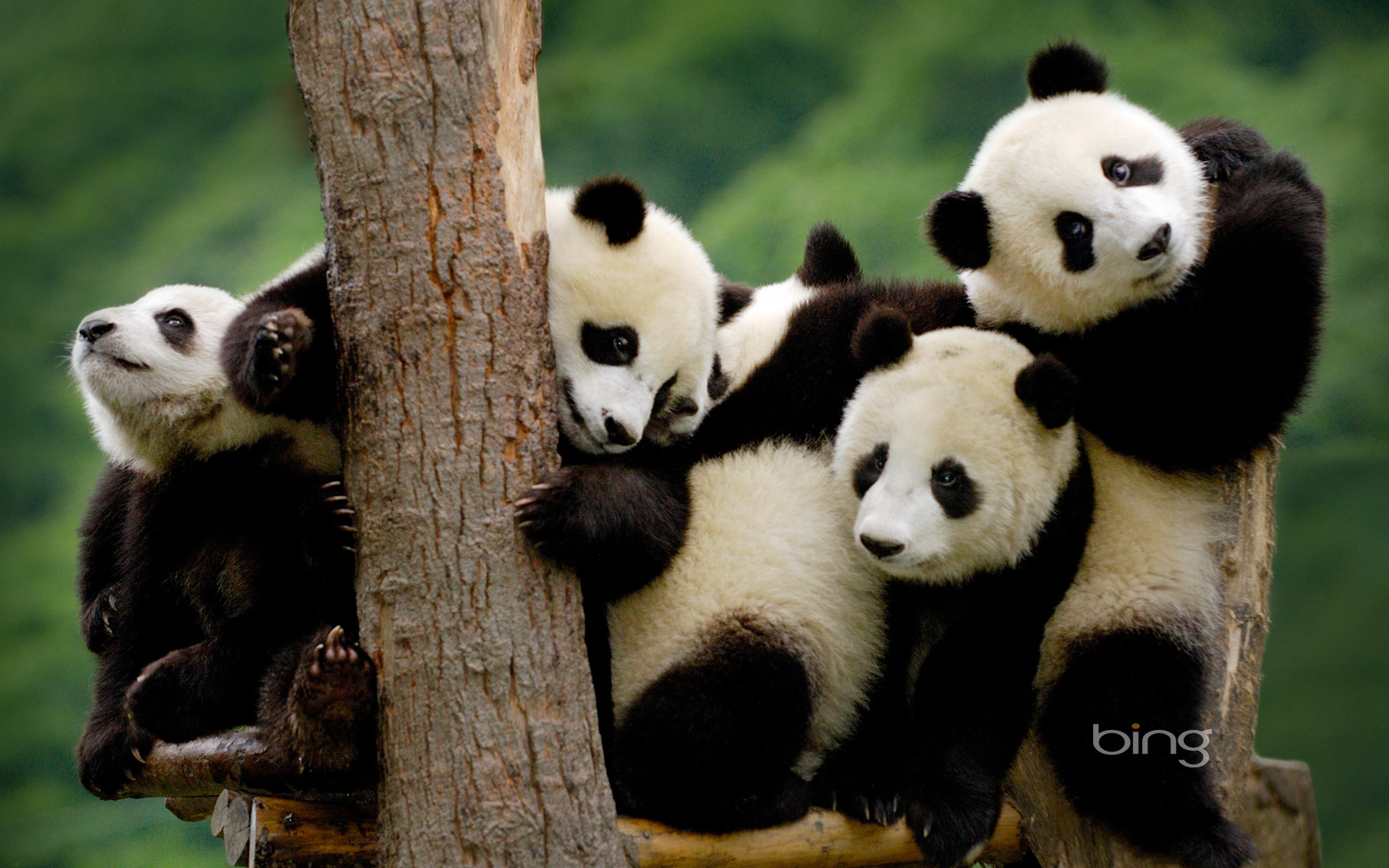 583116 baixar papel de parede panda, animais - protetores de tela e imagens gratuitamente