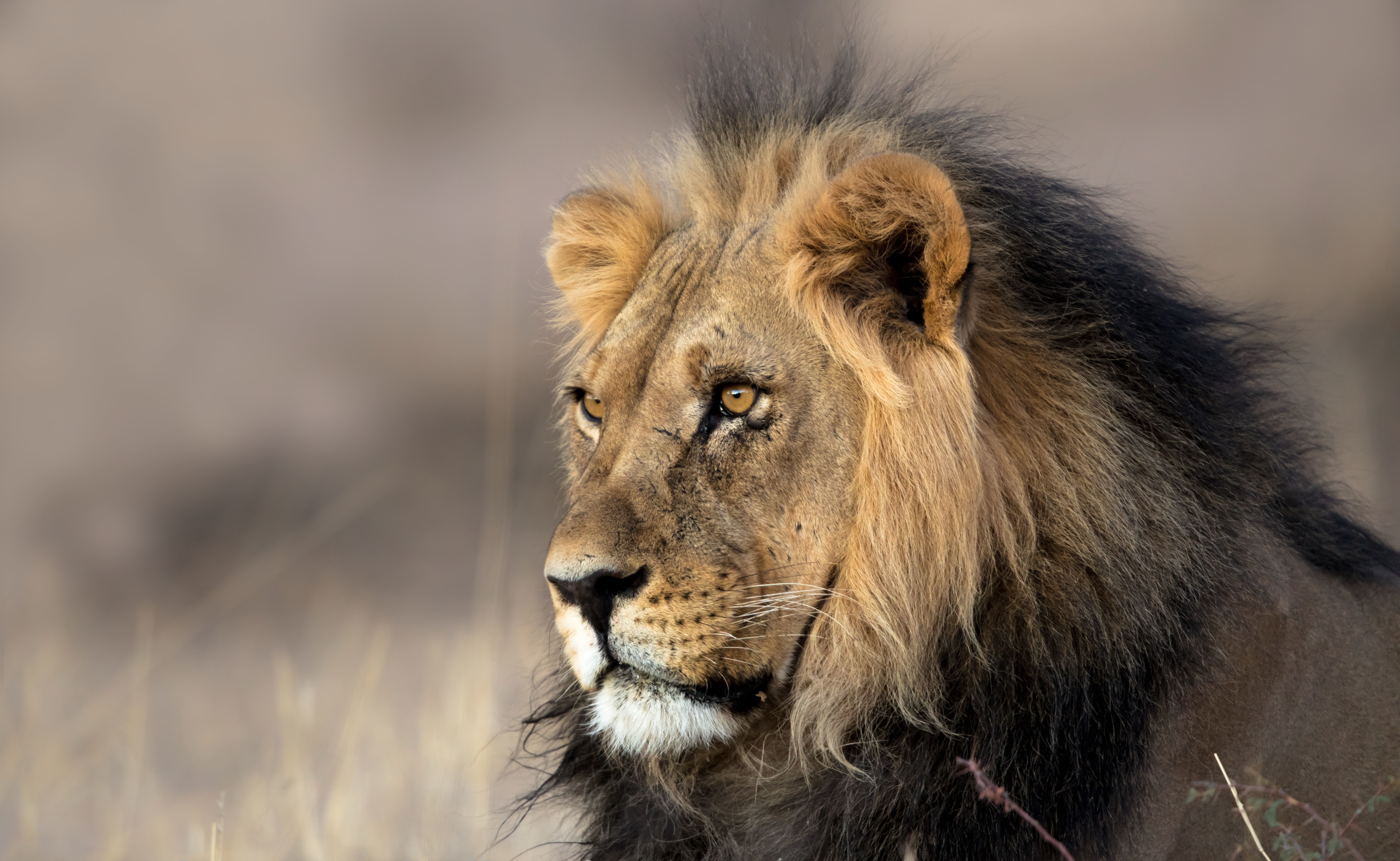 Téléchargez des papiers peints mobile Animaux, Chats, Lion gratuitement.