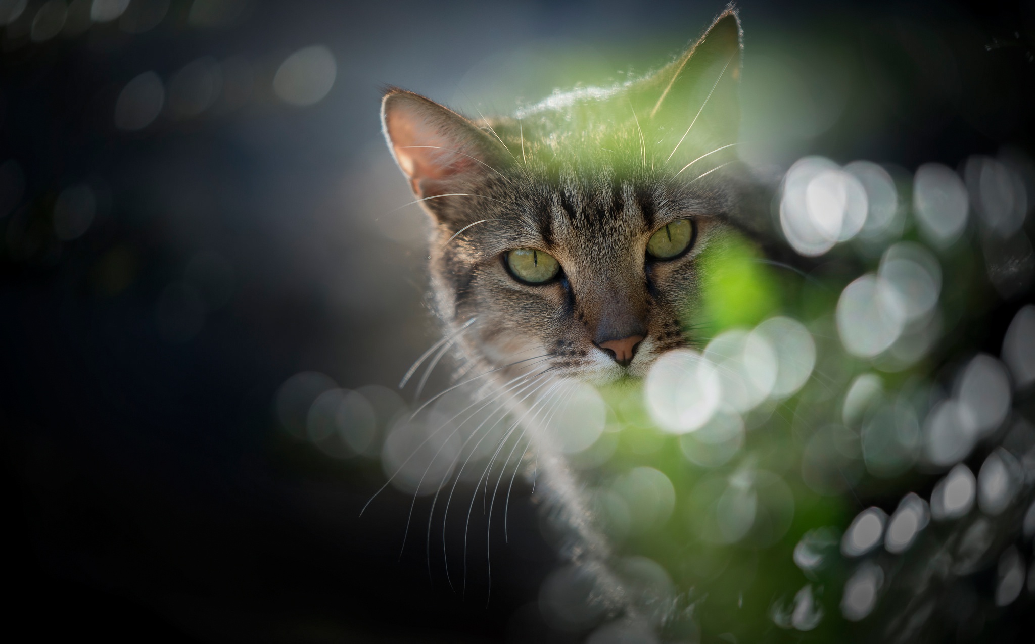 Handy-Wallpaper Tiere, Katzen, Katze, Bokeh, Starren kostenlos herunterladen.