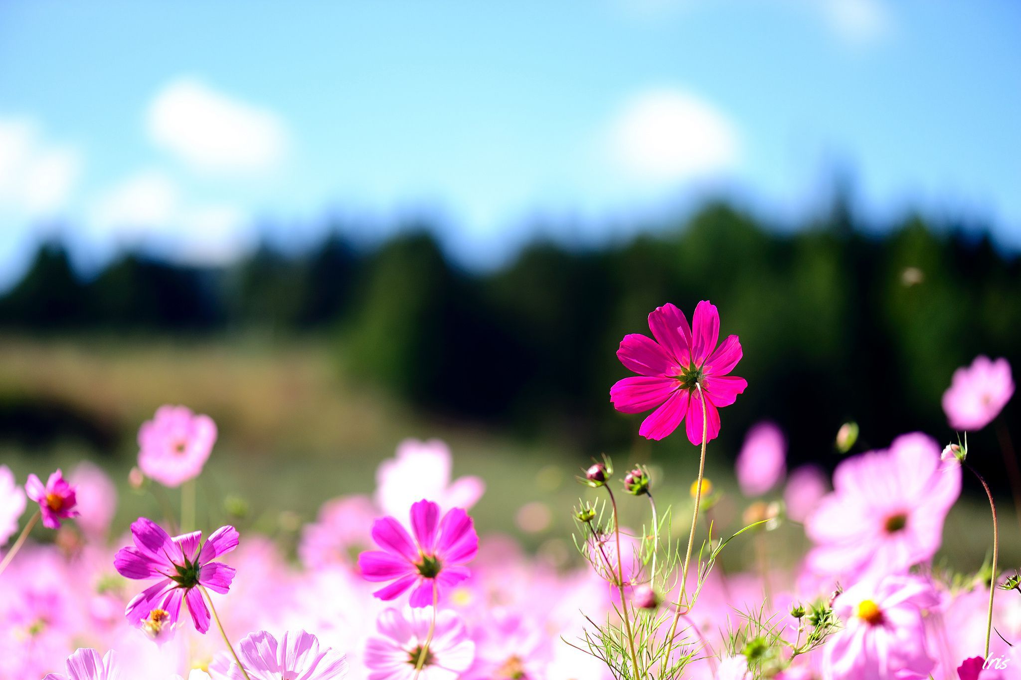 Descarga gratis la imagen Naturaleza, Flores, Flor, De Cerca, Tierra/naturaleza, Macrofotografía en el escritorio de tu PC