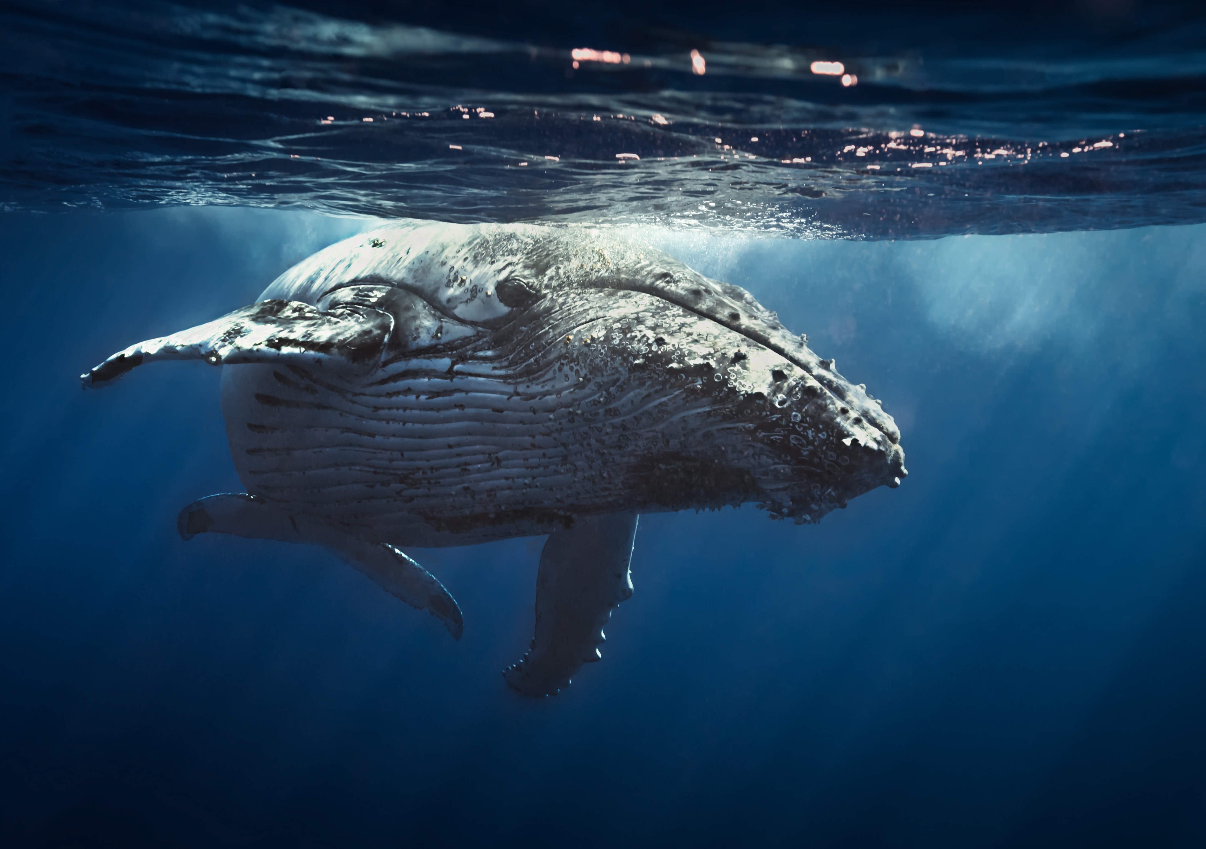 Download mobile wallpaper Animal, Whale, Underwater, Sunbeam, Sea Life for free.