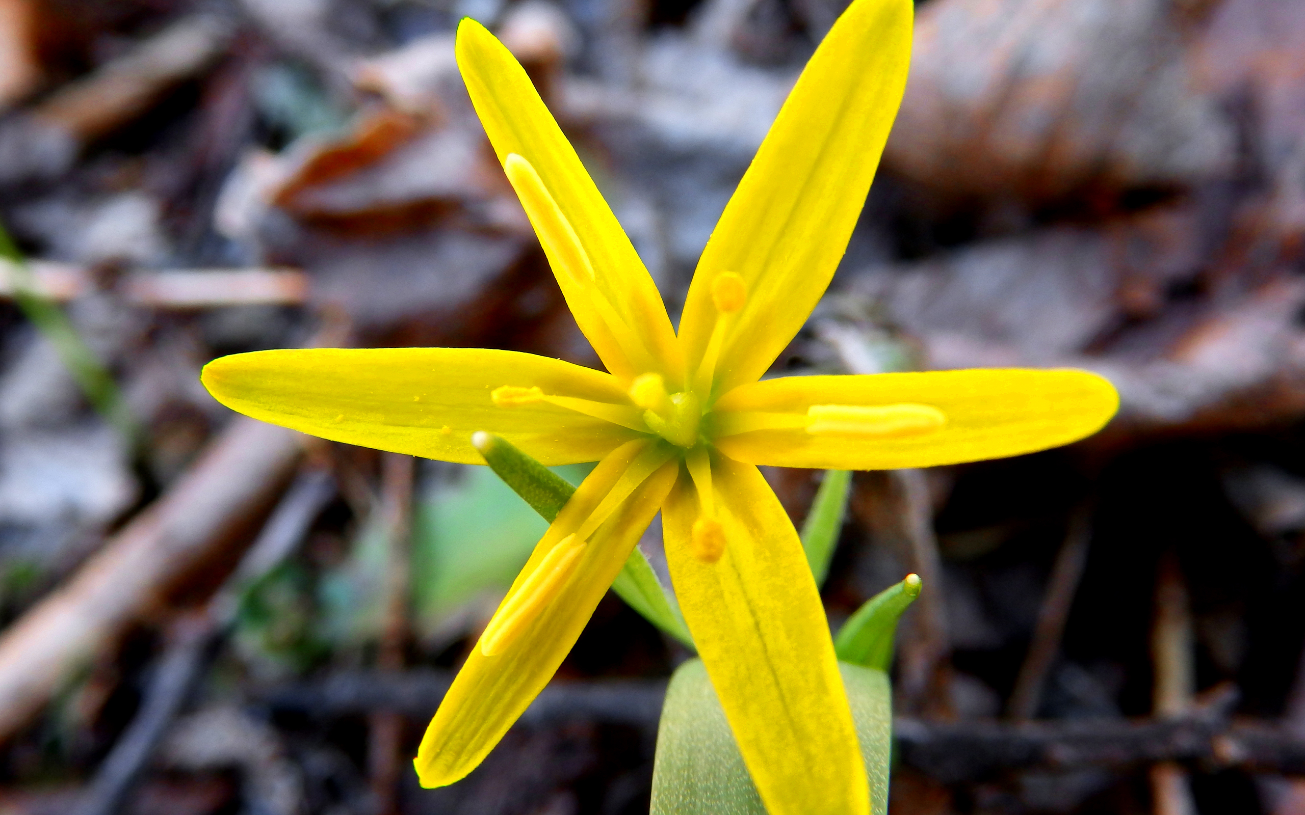 Handy-Wallpaper Natur, Blumen, Blume, Nahansicht, Gelbe Blume, Erde/natur kostenlos herunterladen.