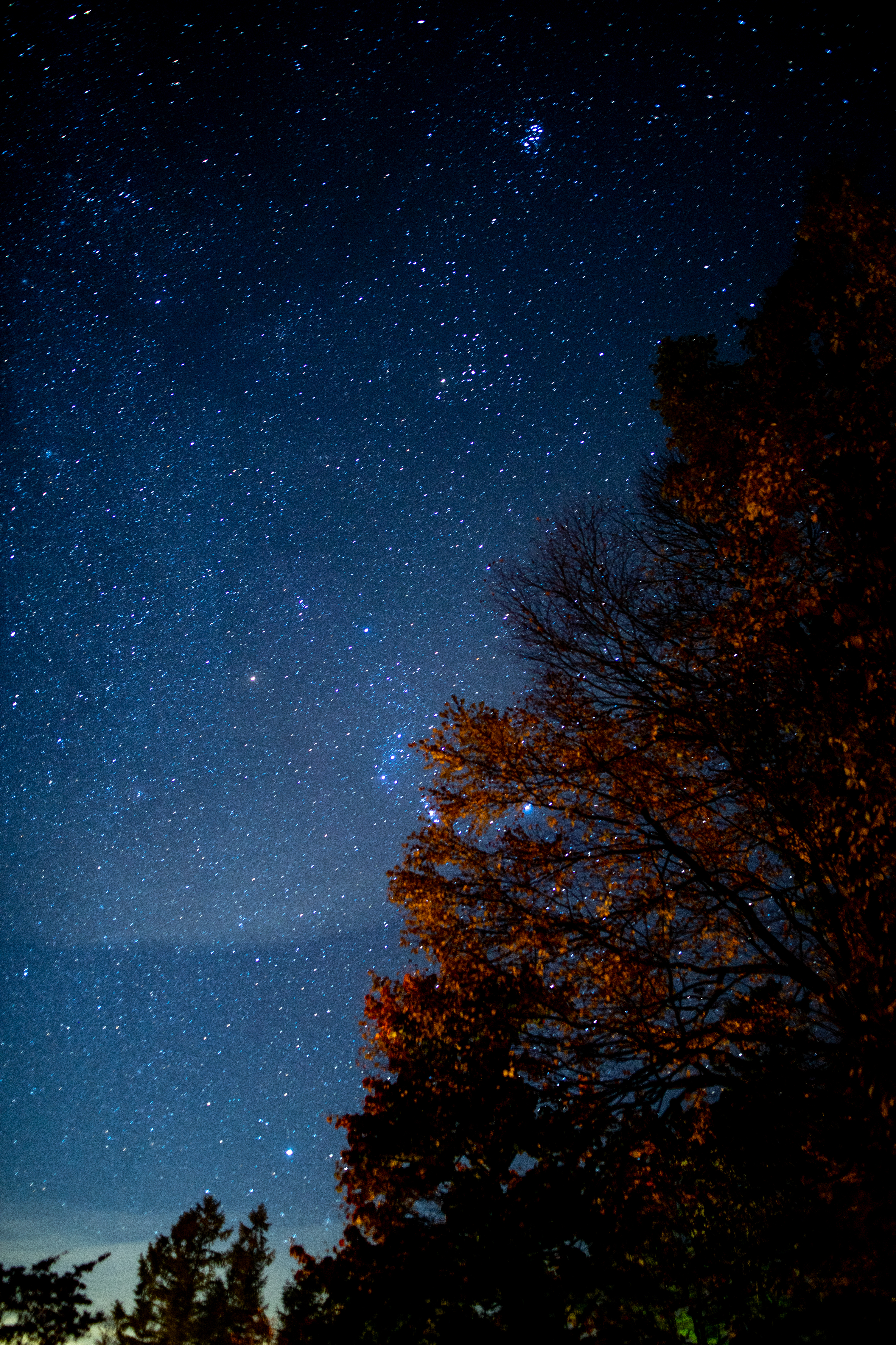 Скачать картинку Дерево, Ночь, Звезды, Звездное Небо, Темнота, Темные в телефон бесплатно.