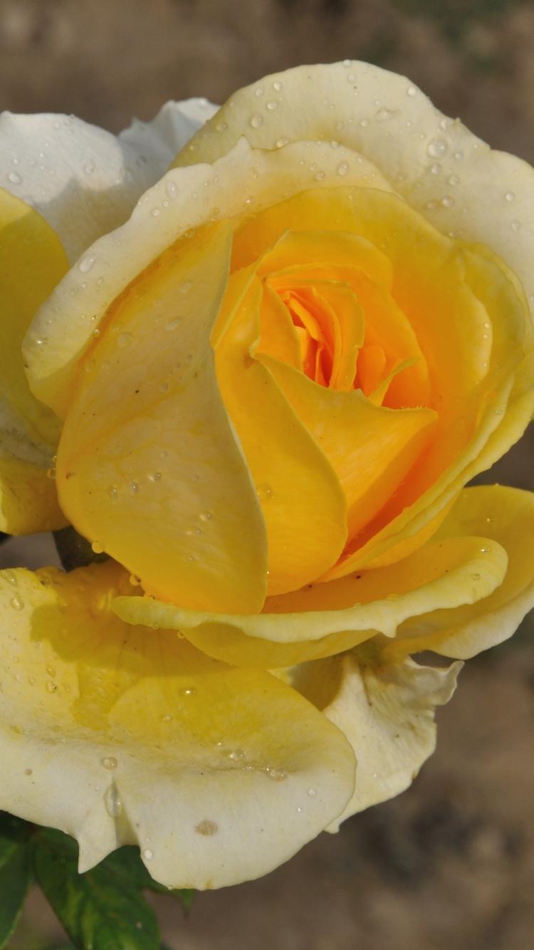 1119636 Bildschirmschoner und Hintergrundbilder Blumen auf Ihrem Telefon. Laden Sie  Bilder kostenlos herunter