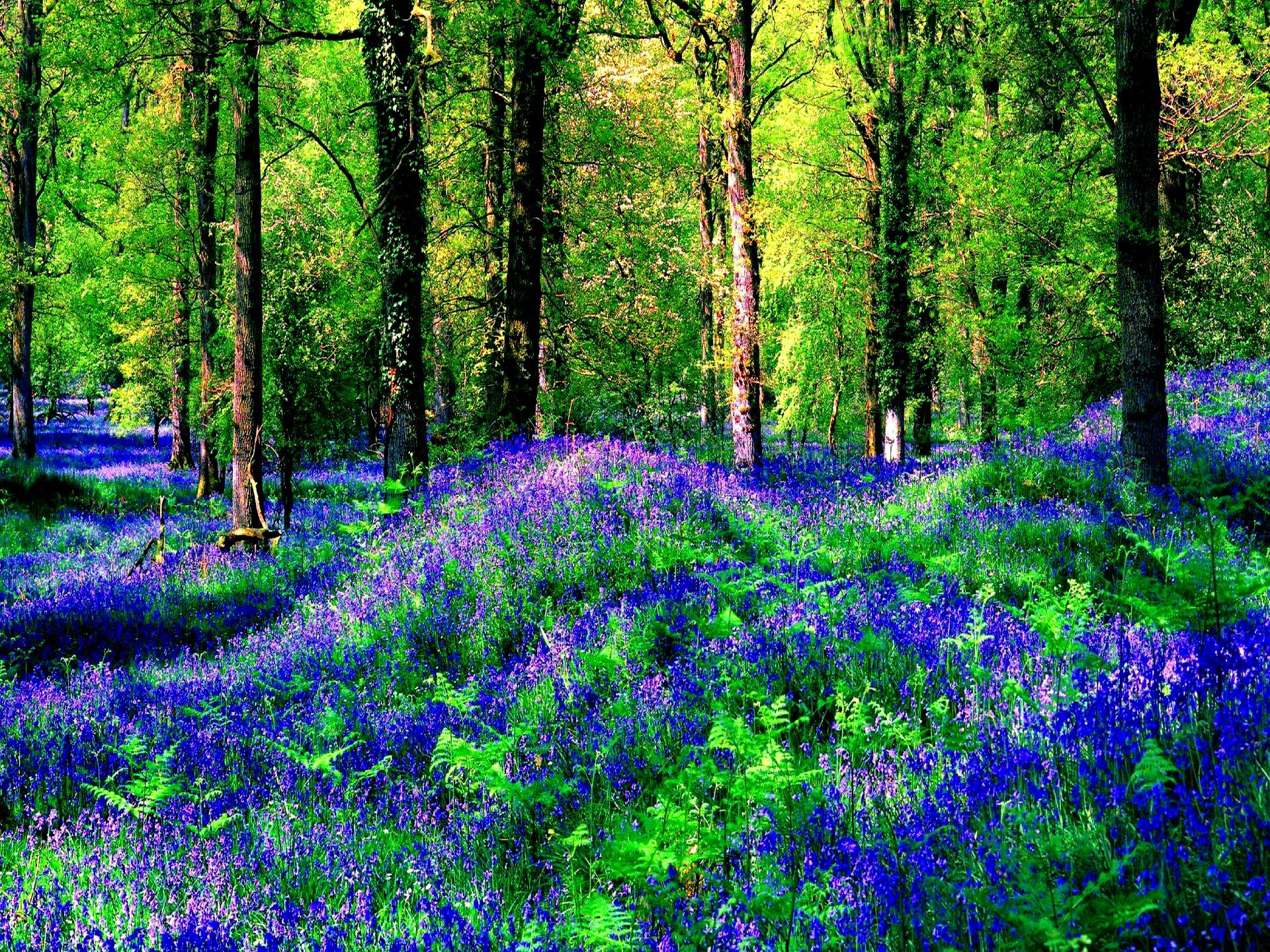 Download mobile wallpaper Nature, Flower, Forest, Tree, Earth, Spring, Purple Flower for free.