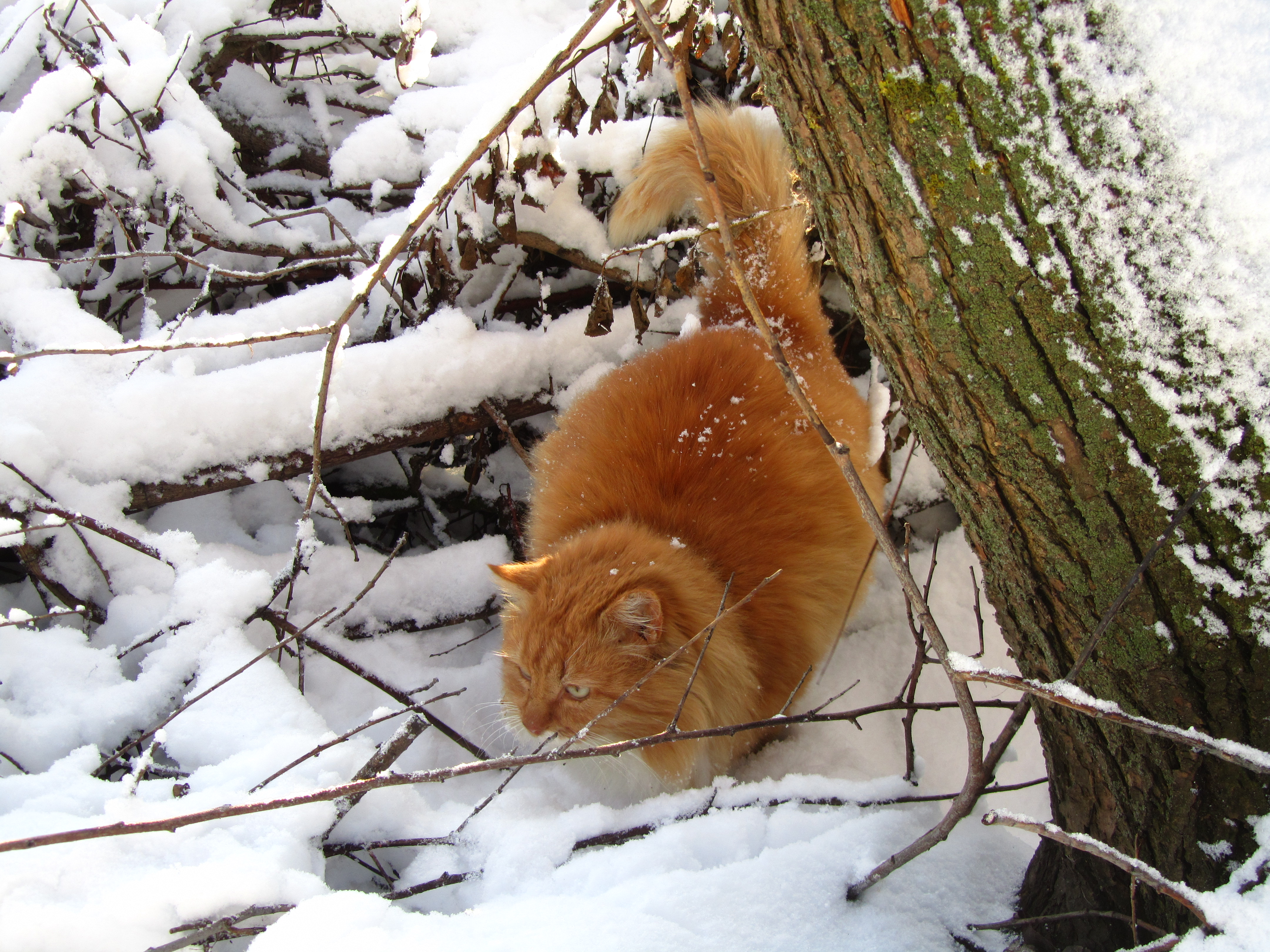 Laden Sie das Tiere, Katze-Bild kostenlos auf Ihren PC-Desktop herunter