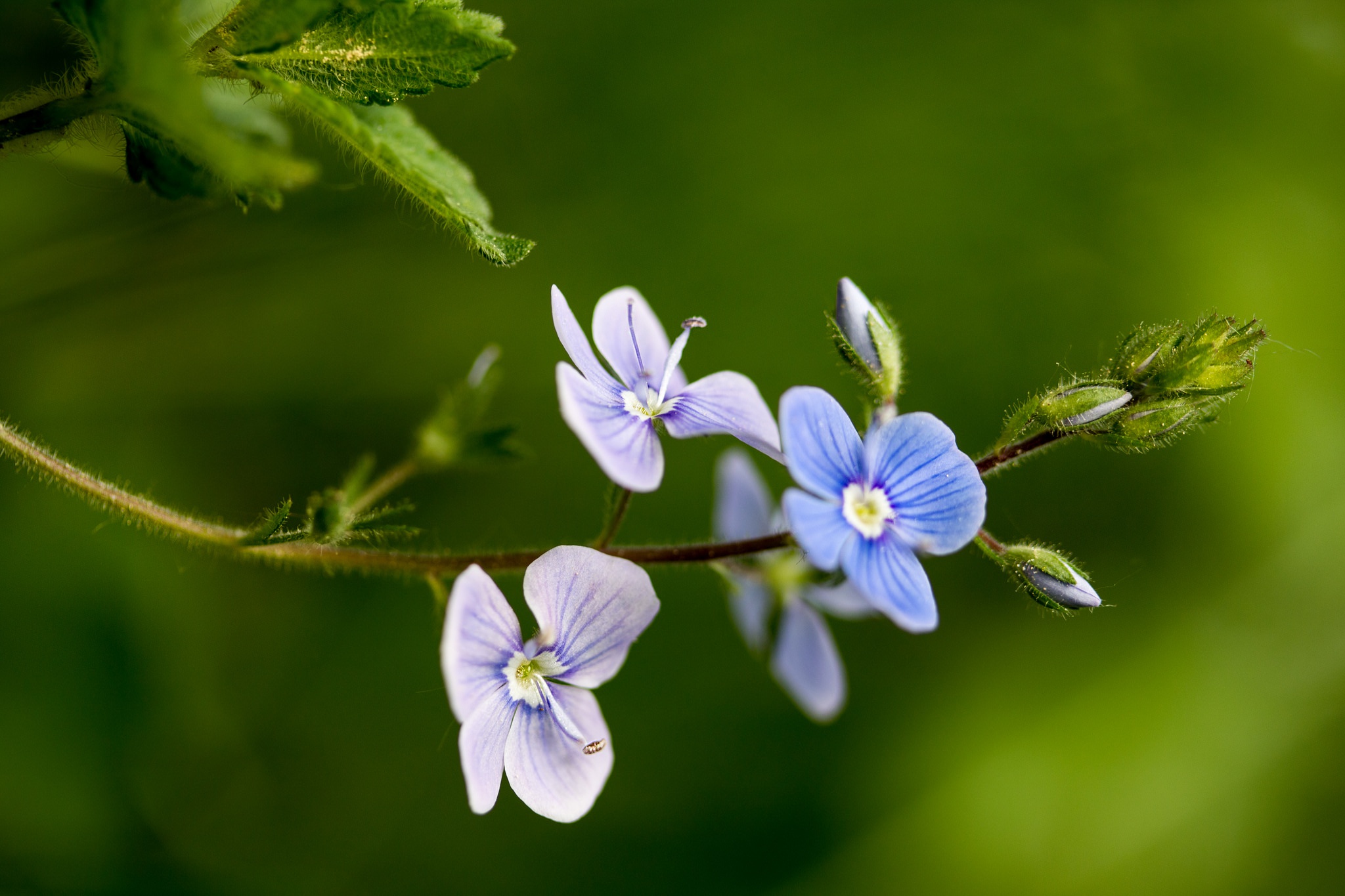 Free download wallpaper Flowers, Flower, Earth on your PC desktop