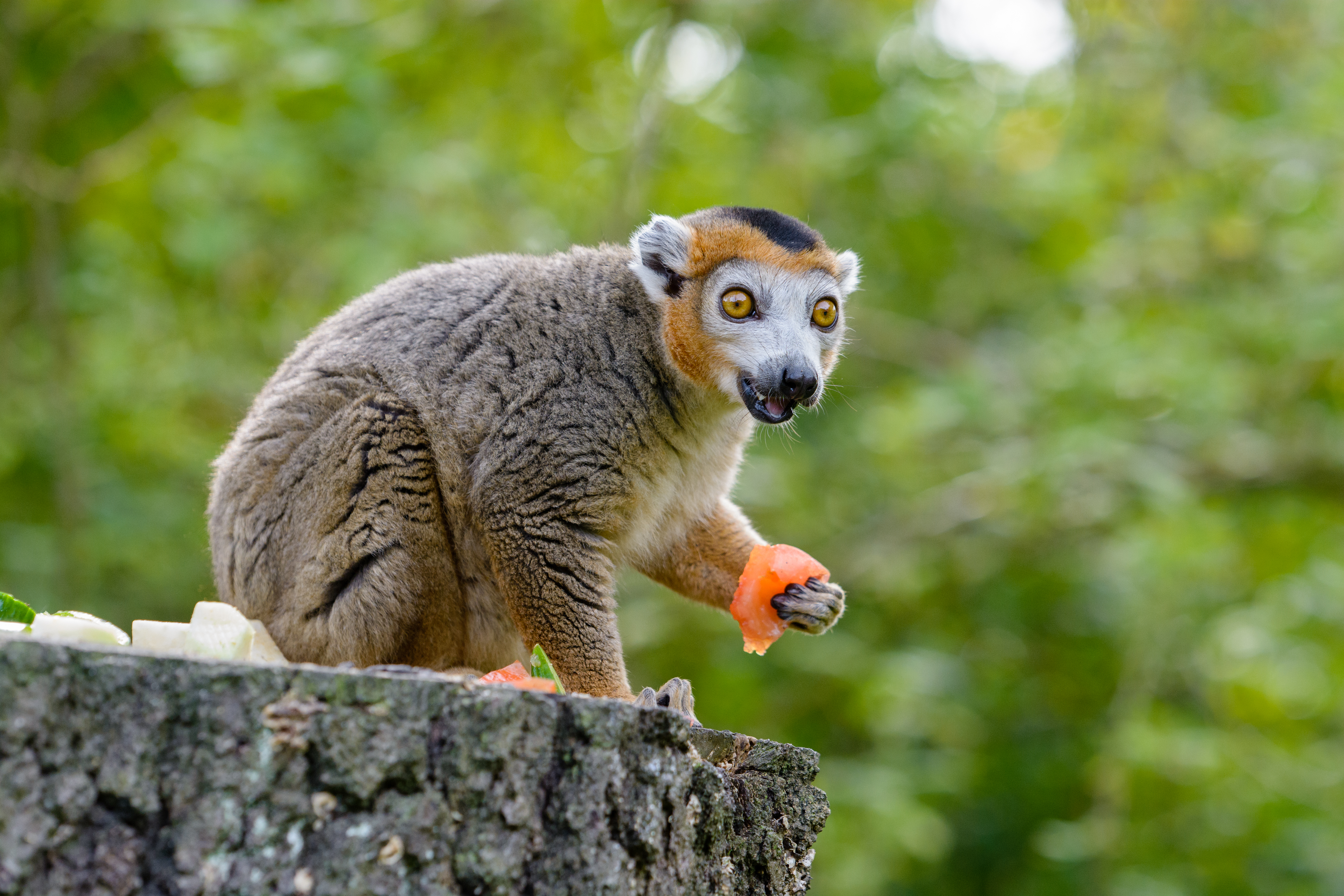 animals, lemur, emotions, surprise, astonishment, eat cellphone