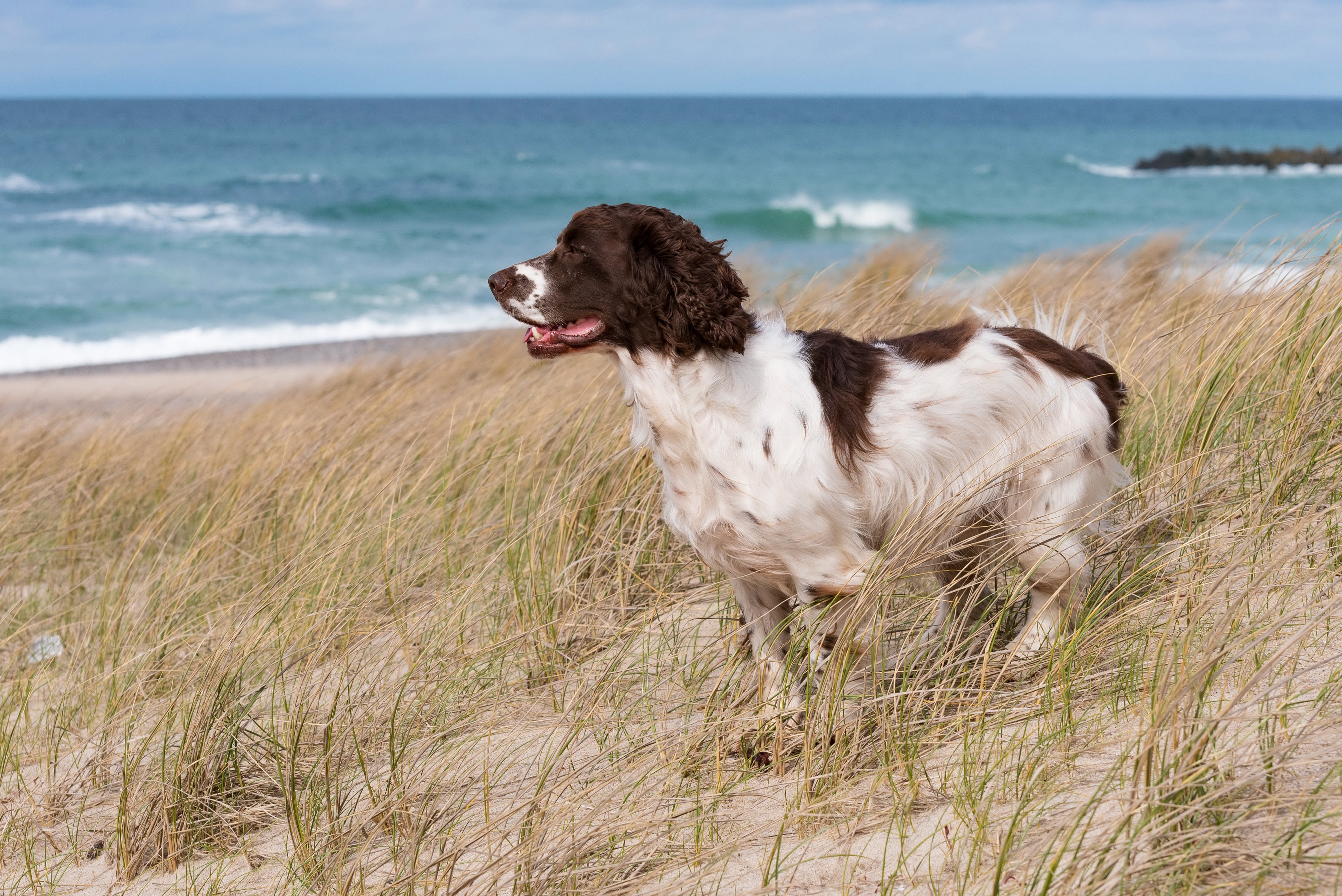 420732 скачать картинку собаки, кокер спаниель, животные, пляж, глубина резкости, собака, песок - обои и заставки бесплатно