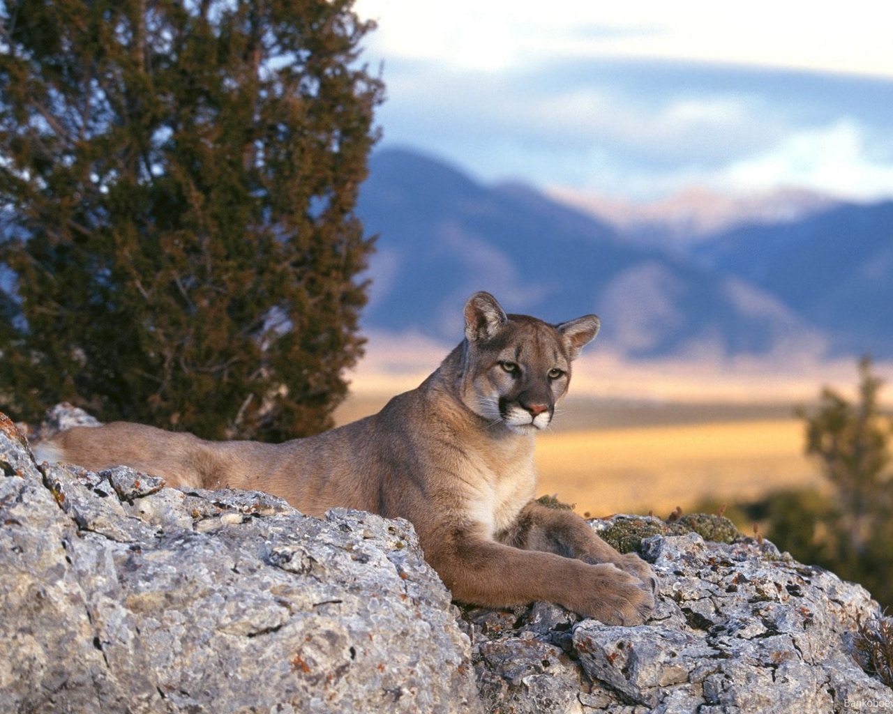 Download mobile wallpaper Animal, Cougar for free.