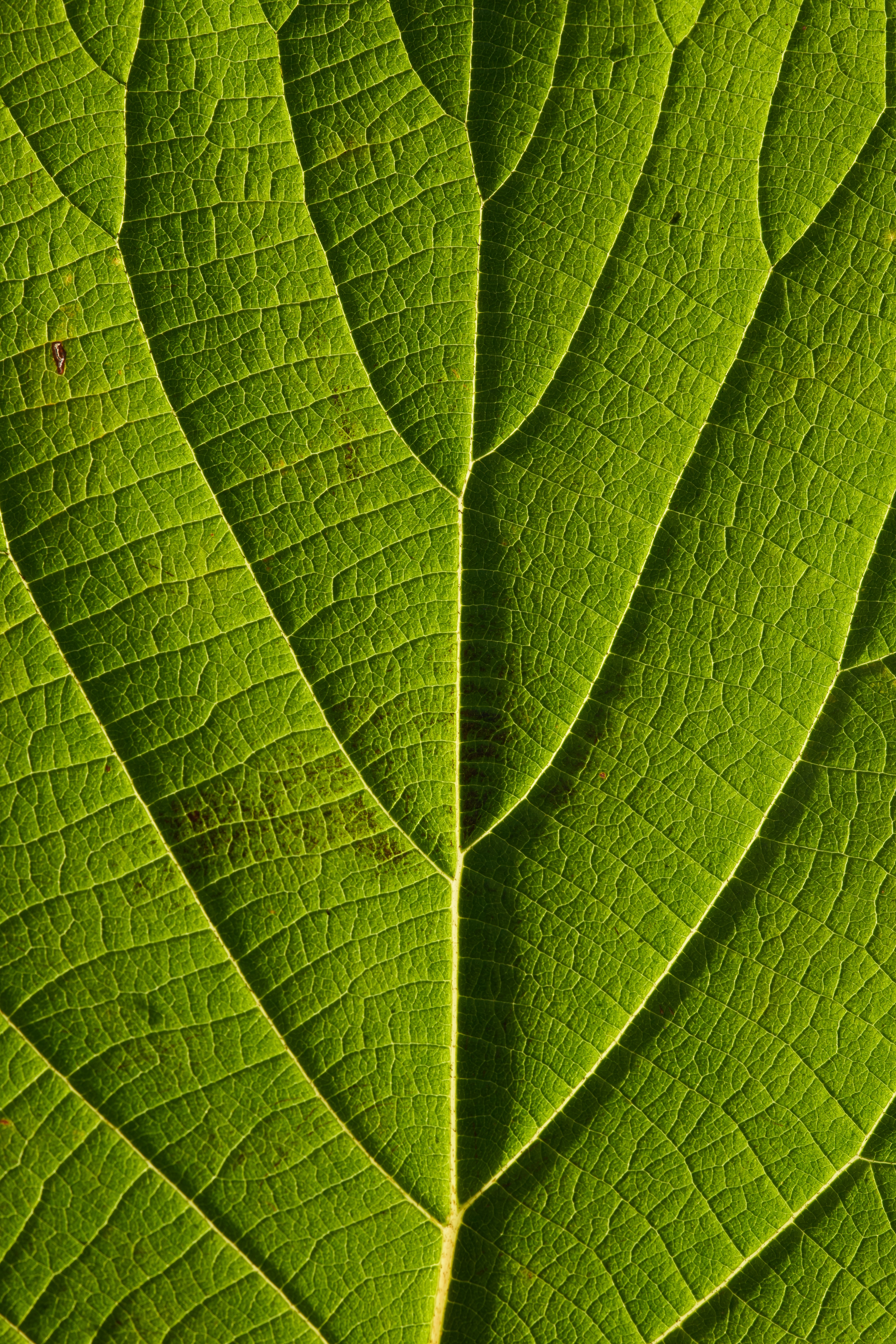 macro, lines, sheet, leaf, veins
