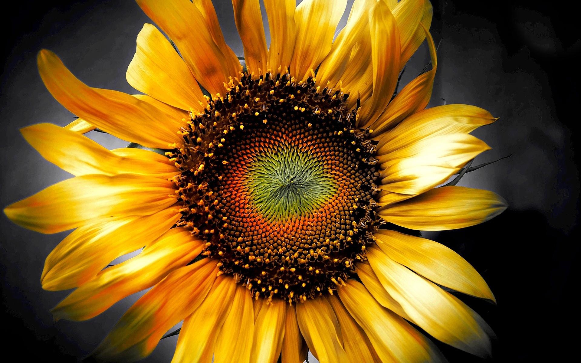 Descarga gratis la imagen Flores, Flor, De Cerca, Girasol, Flor Amarilla, Tierra/naturaleza en el escritorio de tu PC