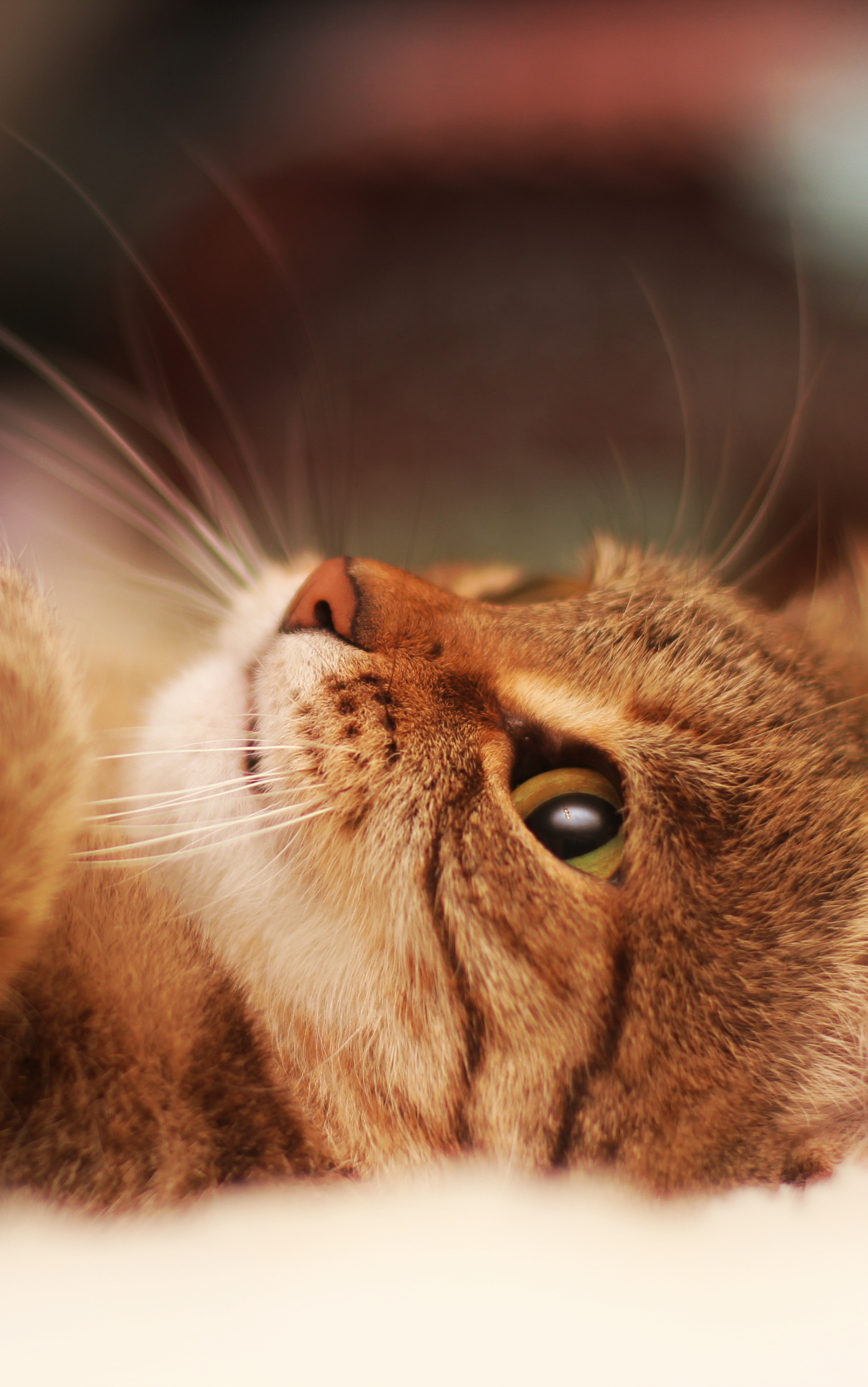 Download mobile wallpaper Cats, Cat, Animal for free.