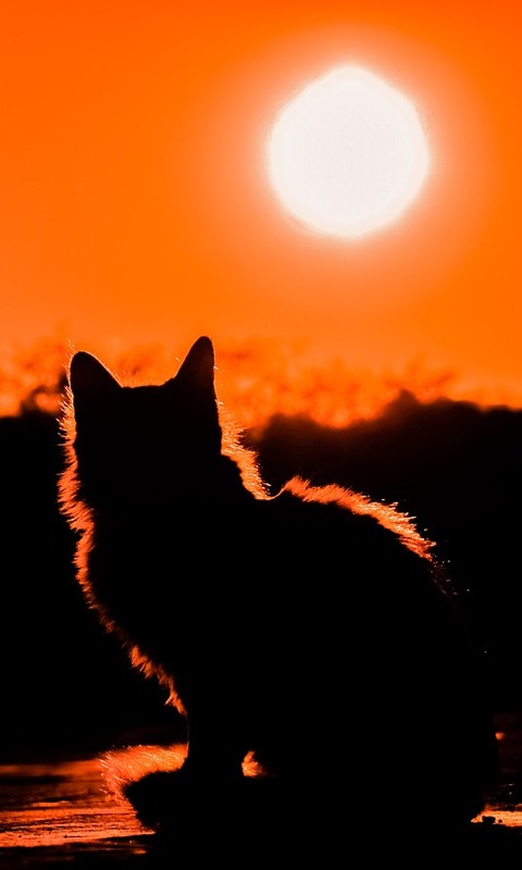 Download mobile wallpaper Cats, Sunset, Sun, Silhouette, Cat, Animal for free.