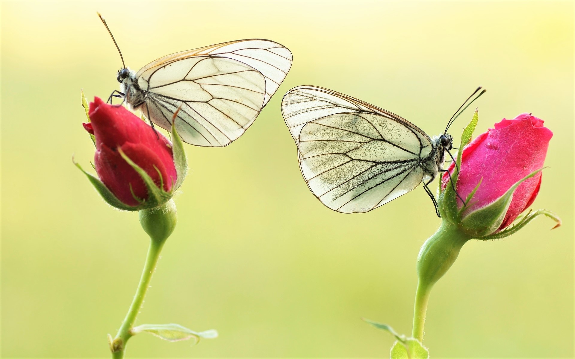 Laden Sie das Tiere, Schmetterlinge, Makro, Rose, Pinke Rose-Bild kostenlos auf Ihren PC-Desktop herunter