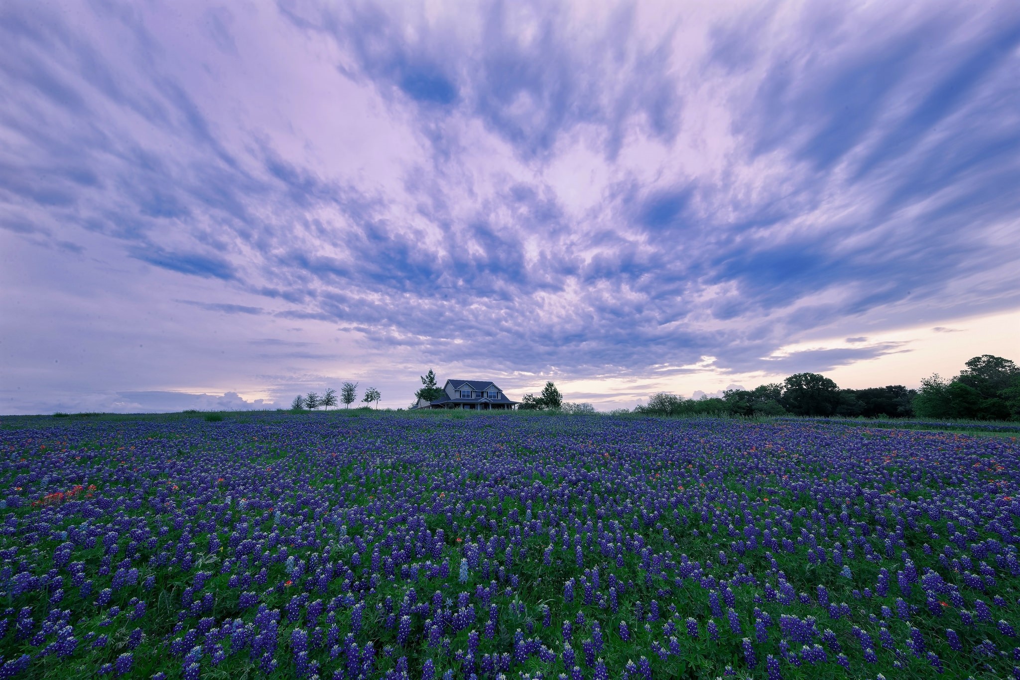 Free download wallpaper Hyacinth, Flower, House, Field, Cloud, Purple Flower, Man Made on your PC desktop