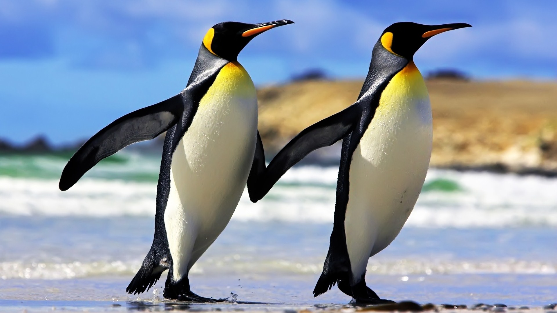 Free download wallpaper Bird, Animal, Penguin on your PC desktop