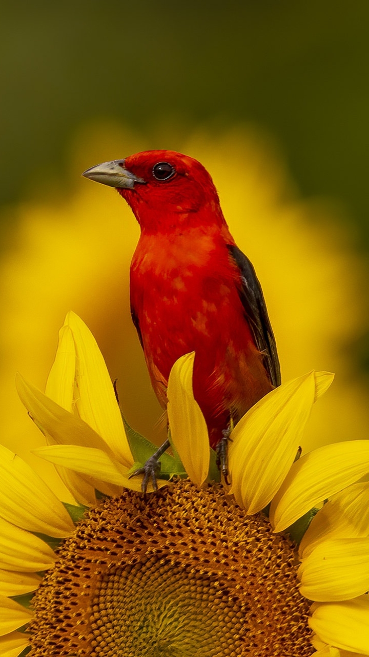 無料モバイル壁紙動物, 鳥, ひまわり, 花, タネガーをダウンロードします。