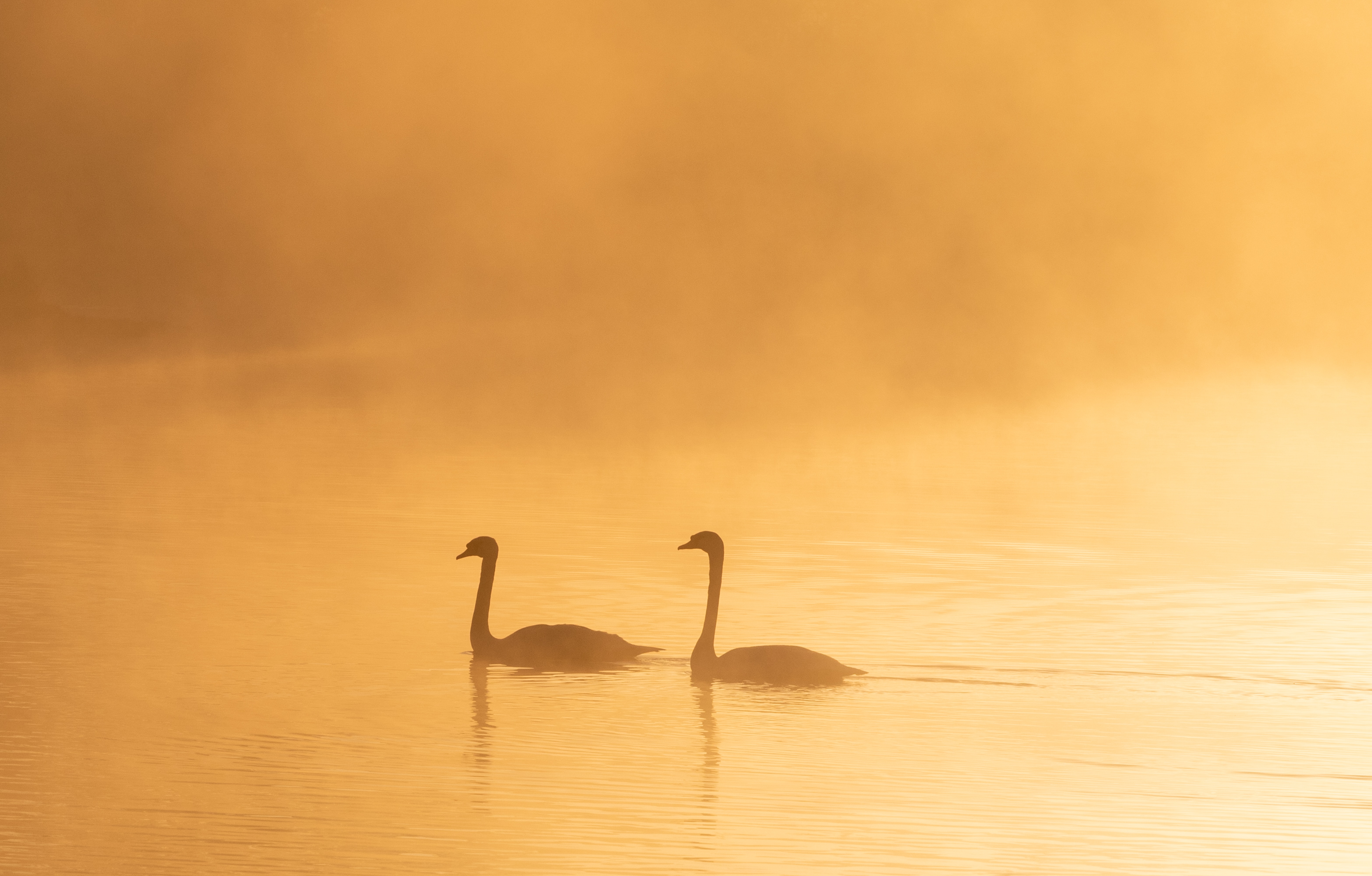 Download mobile wallpaper Fog, Dusk, Twilight, Animals, Silhouettes, Swans, Birds for free.