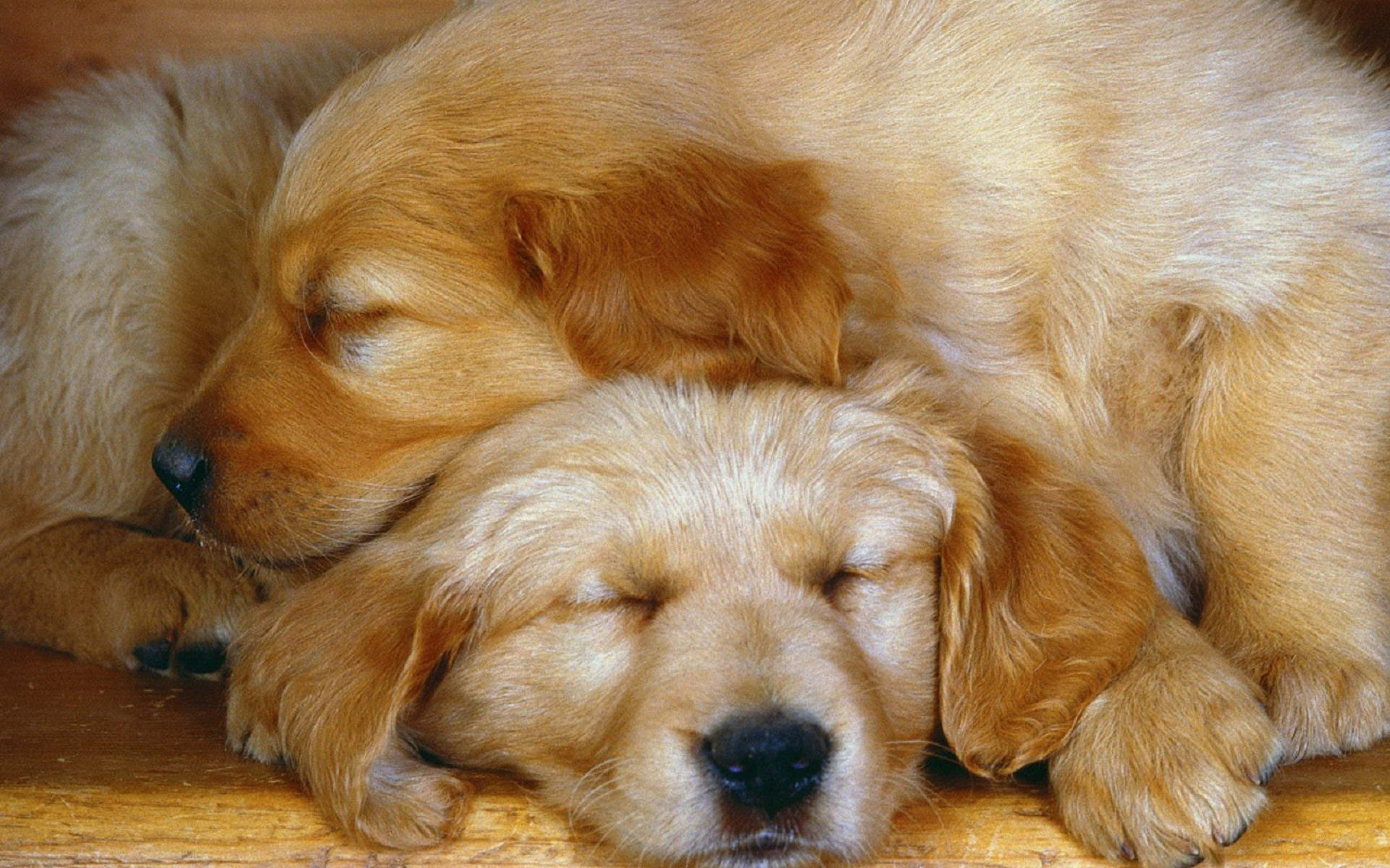 PCデスクトップに動物, 犬, 閉じる, 子犬, 睡眠, ゴールデンレトリバー, 可愛い画像を無料でダウンロード