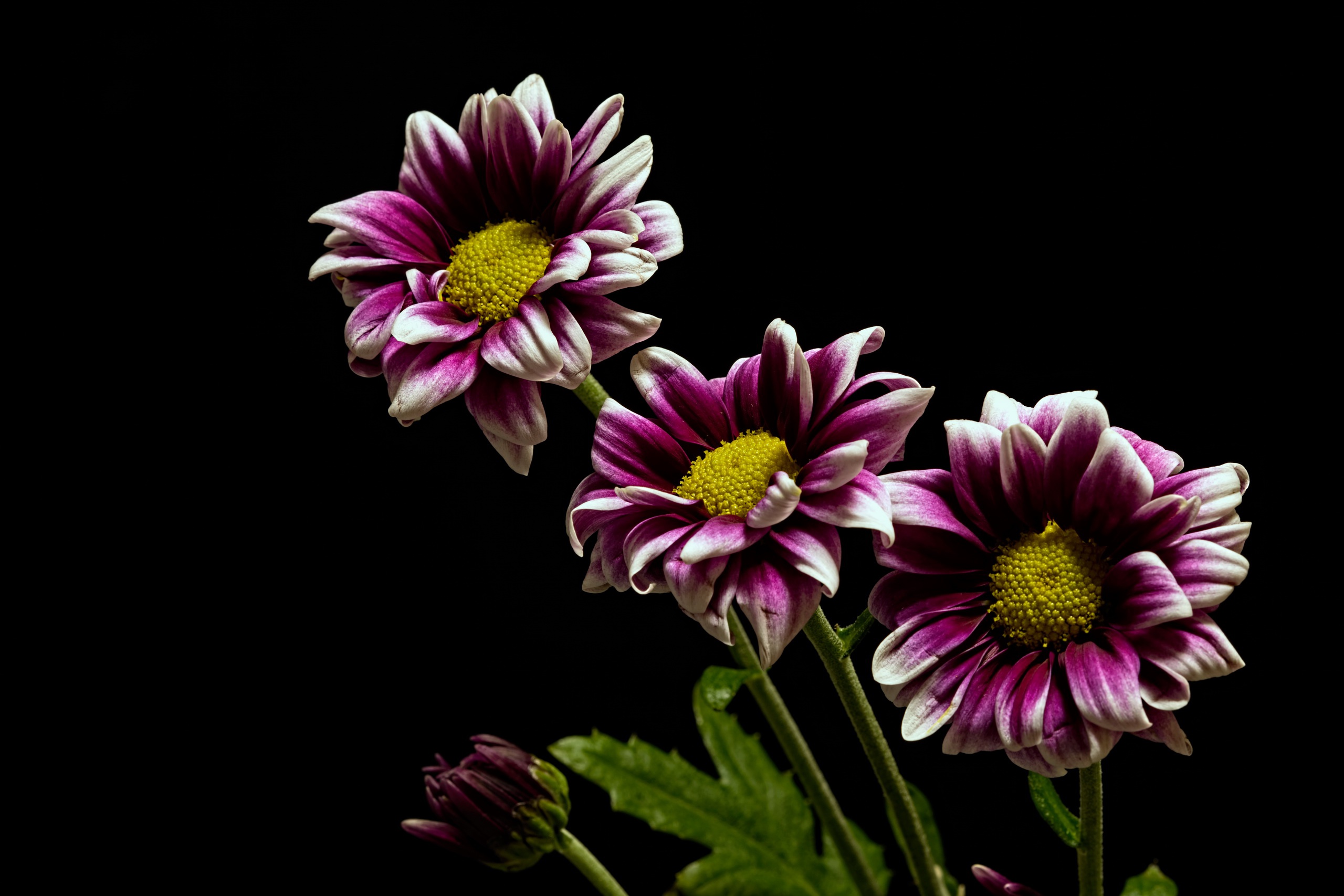 430836 Bildschirmschoner und Hintergrundbilder Blumen auf Ihrem Telefon. Laden Sie  Bilder kostenlos herunter