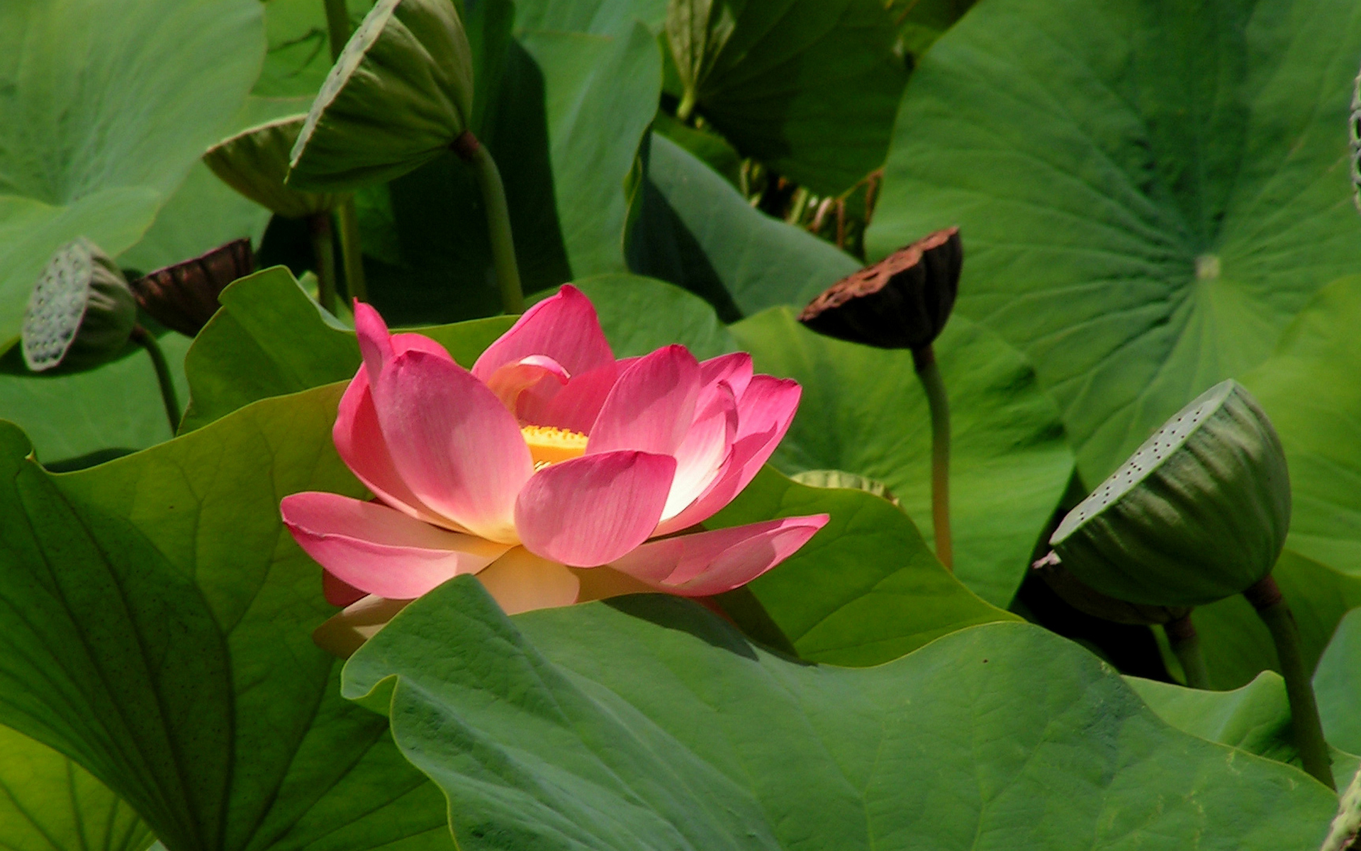 Téléchargez gratuitement l'image Fleurs, Lotus, Terre/nature sur le bureau de votre PC