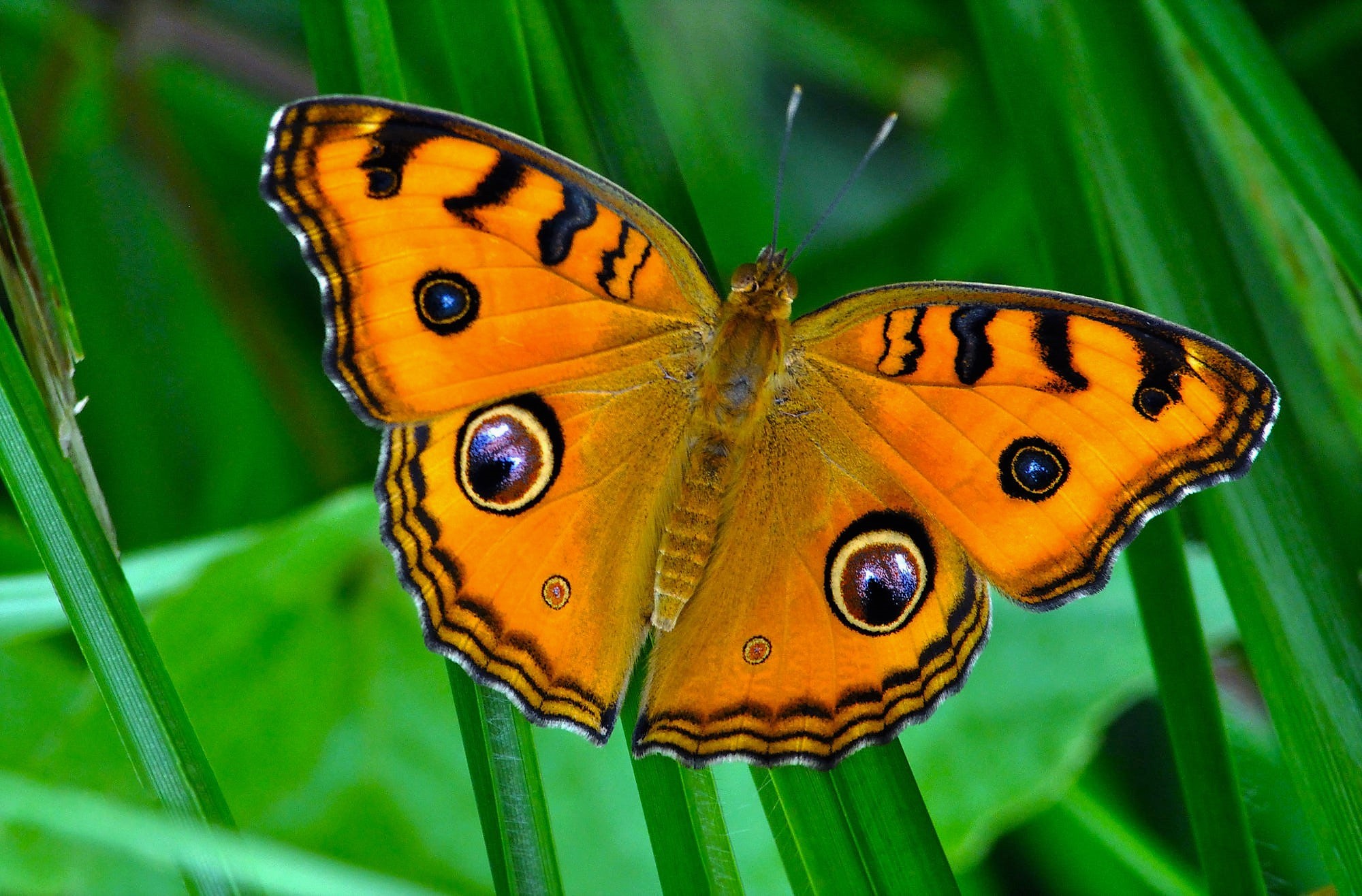 Download mobile wallpaper Earth, Butterfly, Animal, Orange (Color) for free.