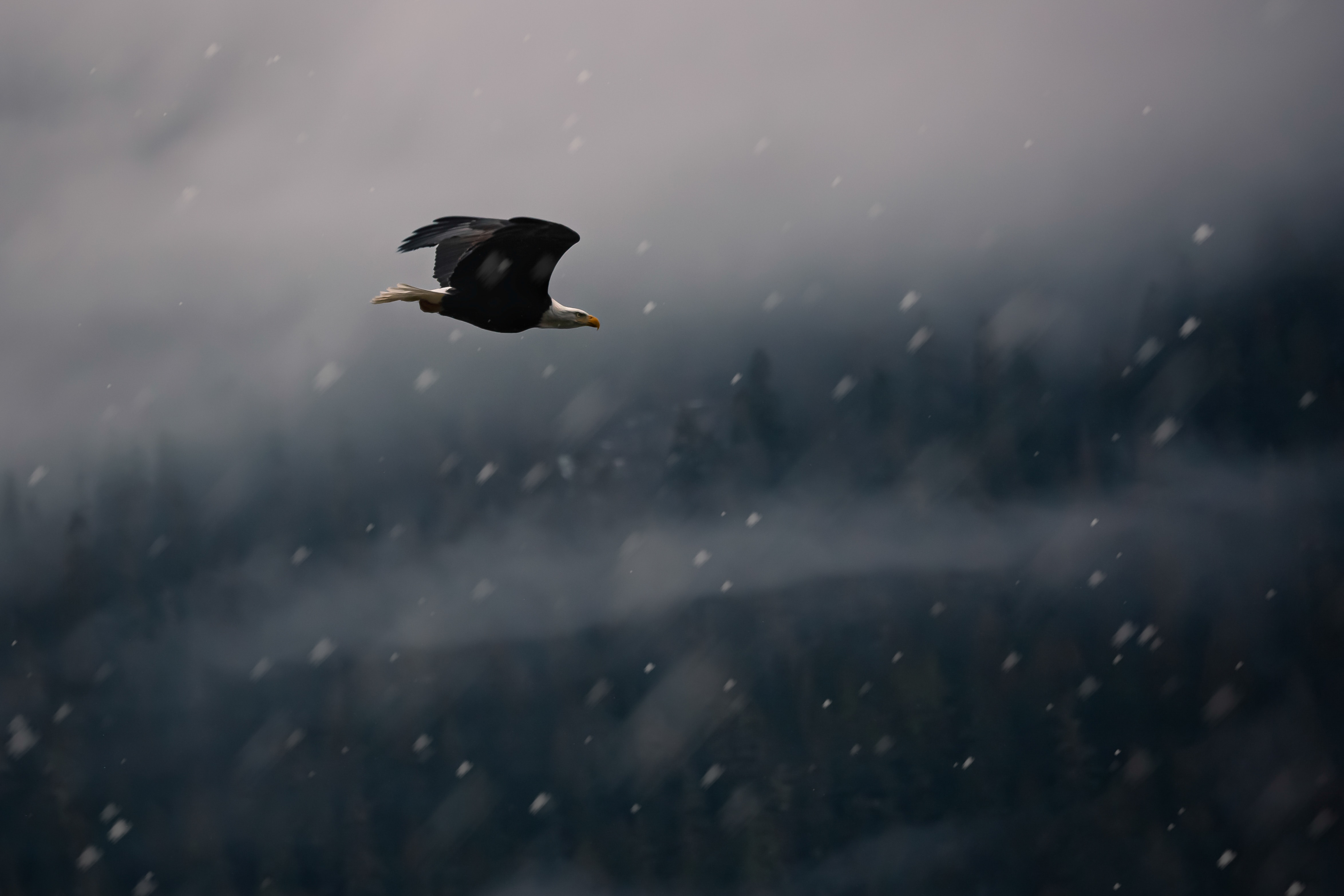 eagle, animals, snow, bird, flight