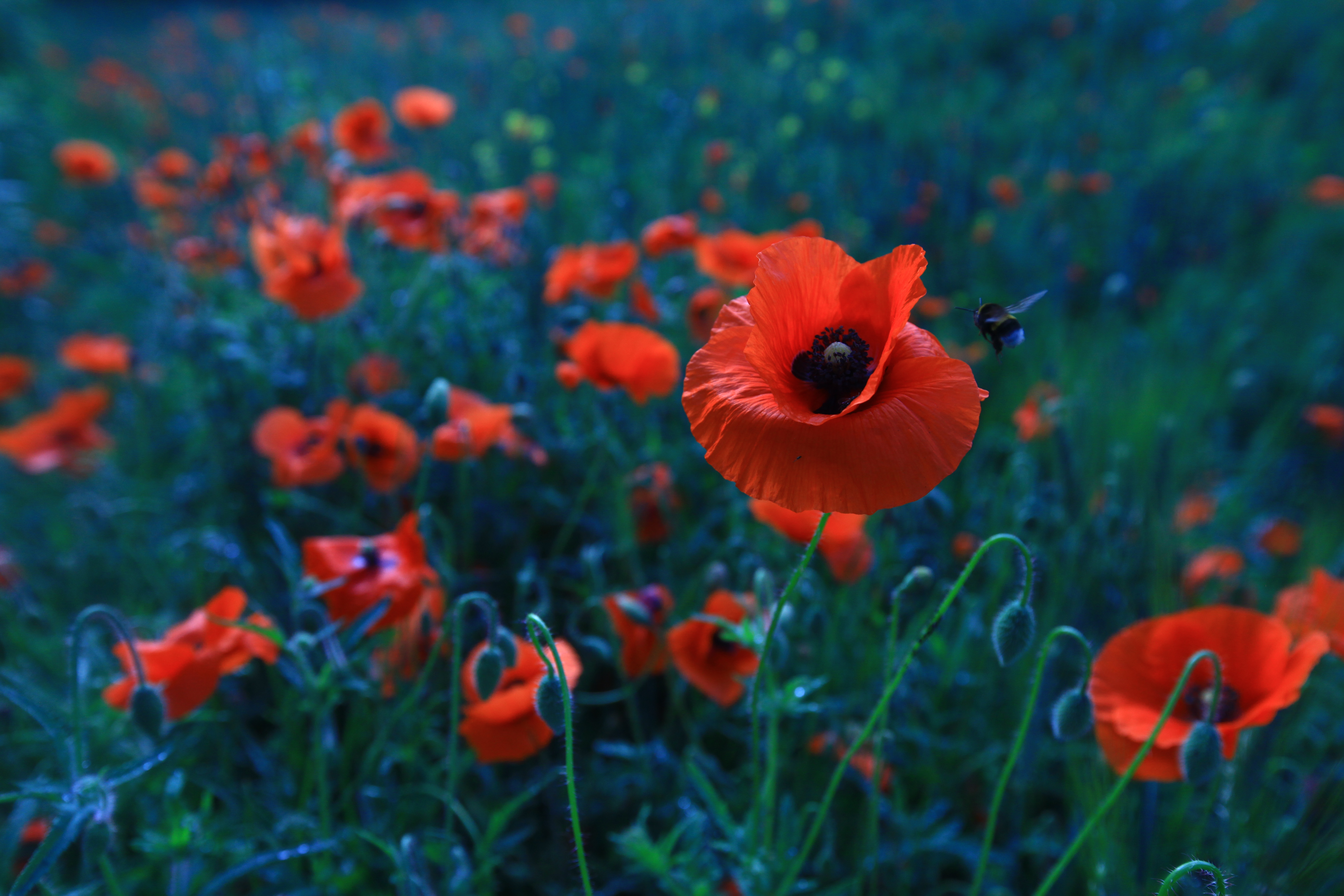 Free download wallpaper Nature, Flowers, Flower, Earth, Poppy, Red Flower on your PC desktop