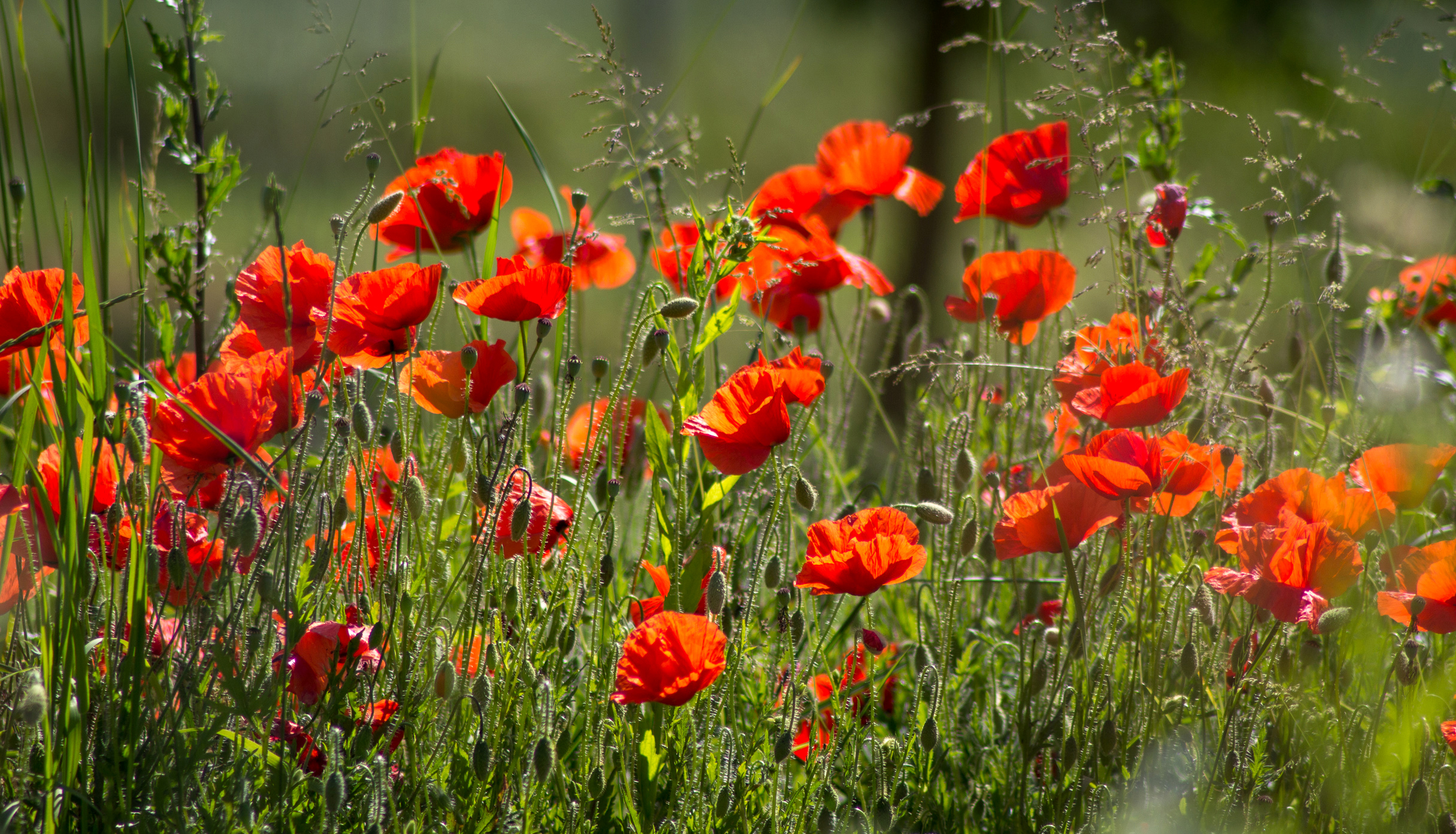 Laden Sie das Natur, Blumen, Mohn, Sommer, Blume, Rote Blume, Erde/natur-Bild kostenlos auf Ihren PC-Desktop herunter