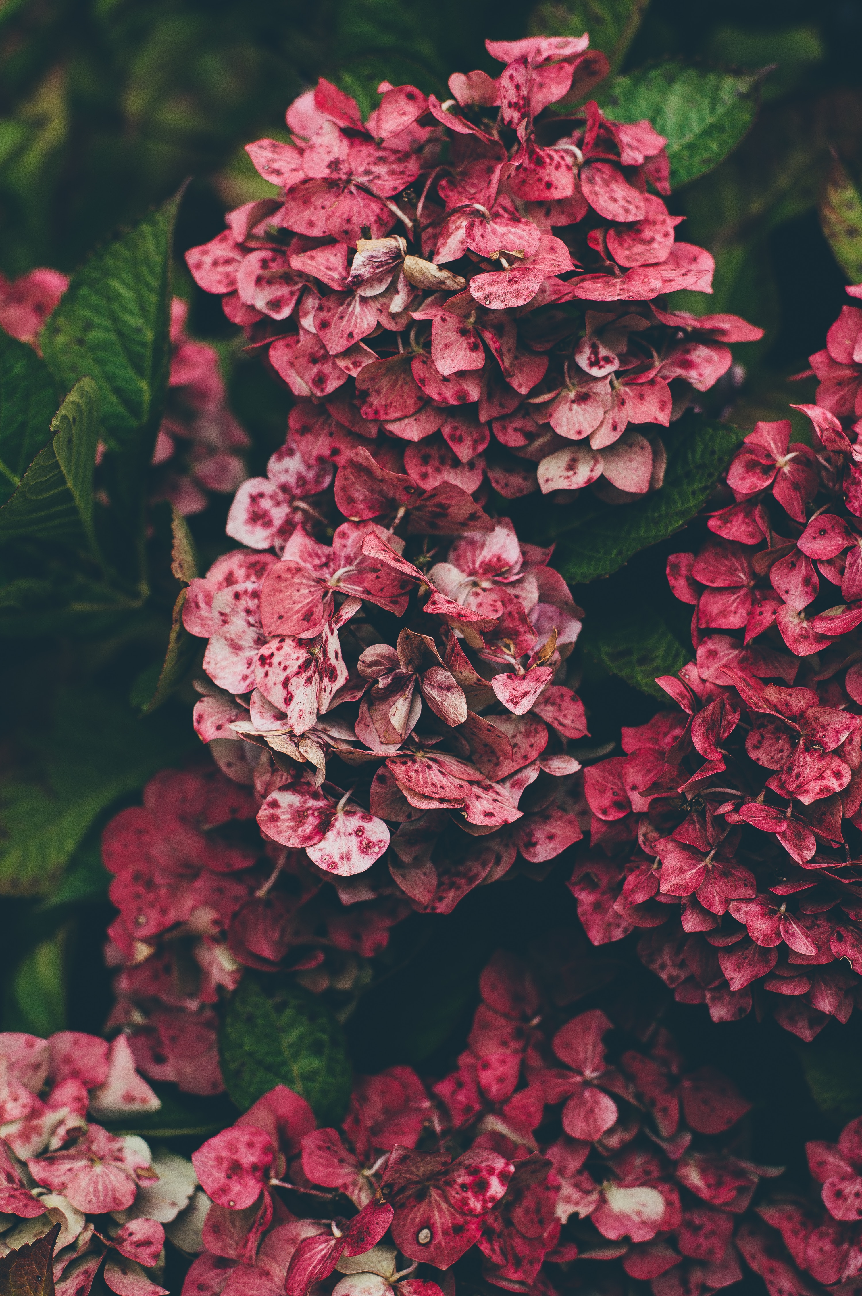 hydrangea, flowers, pink Smartphone Background
