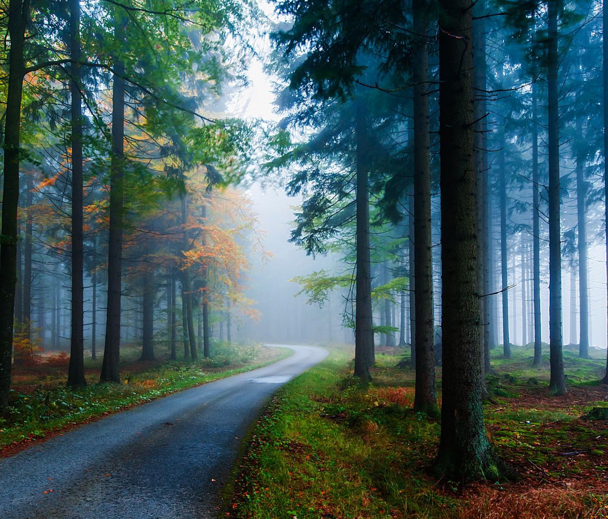 Laden Sie das Natur, Herbst, Straße, Wald, Baum, Nebel, Menschengemacht-Bild kostenlos auf Ihren PC-Desktop herunter