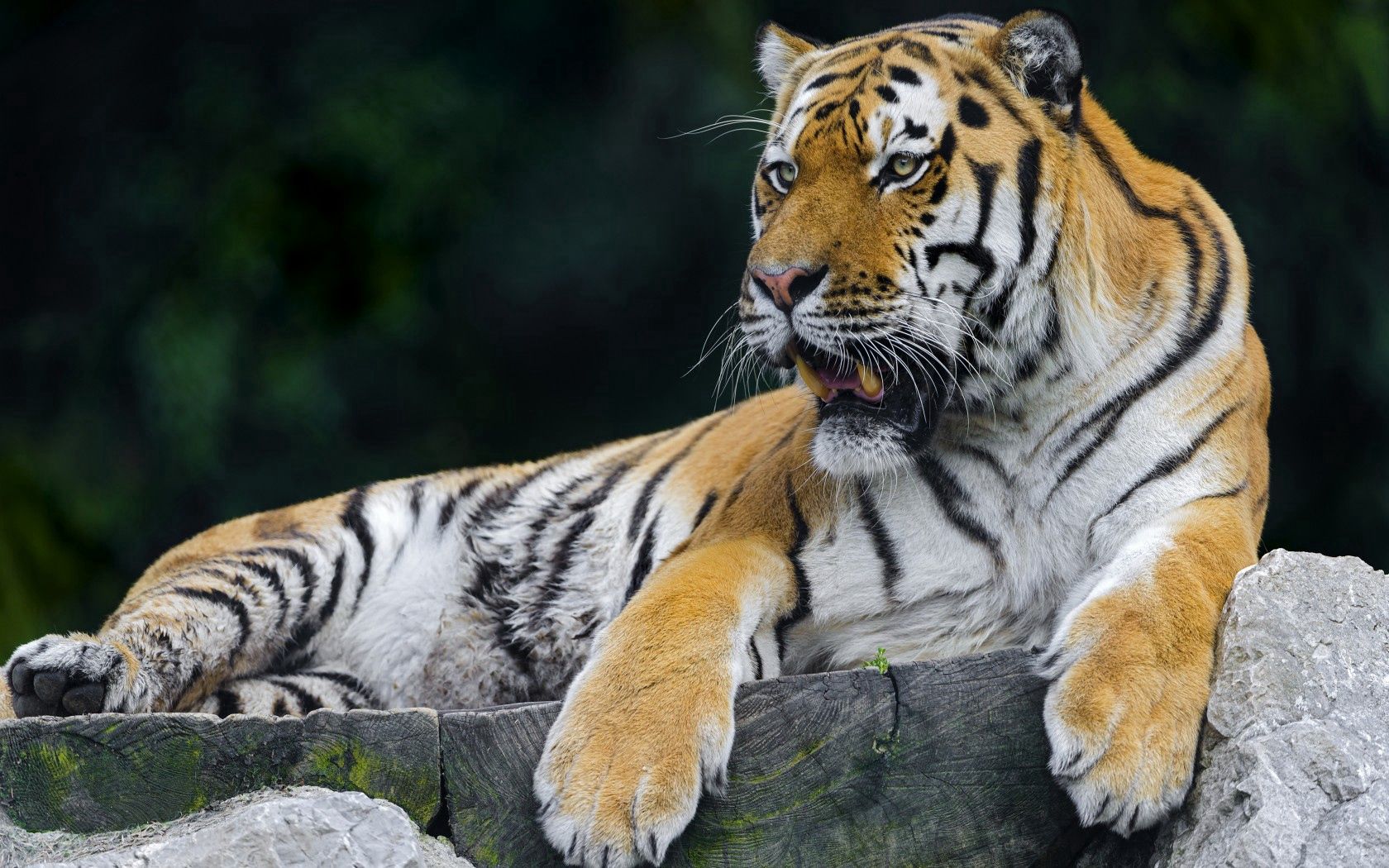 animals, predator, relaxation, rest, tiger