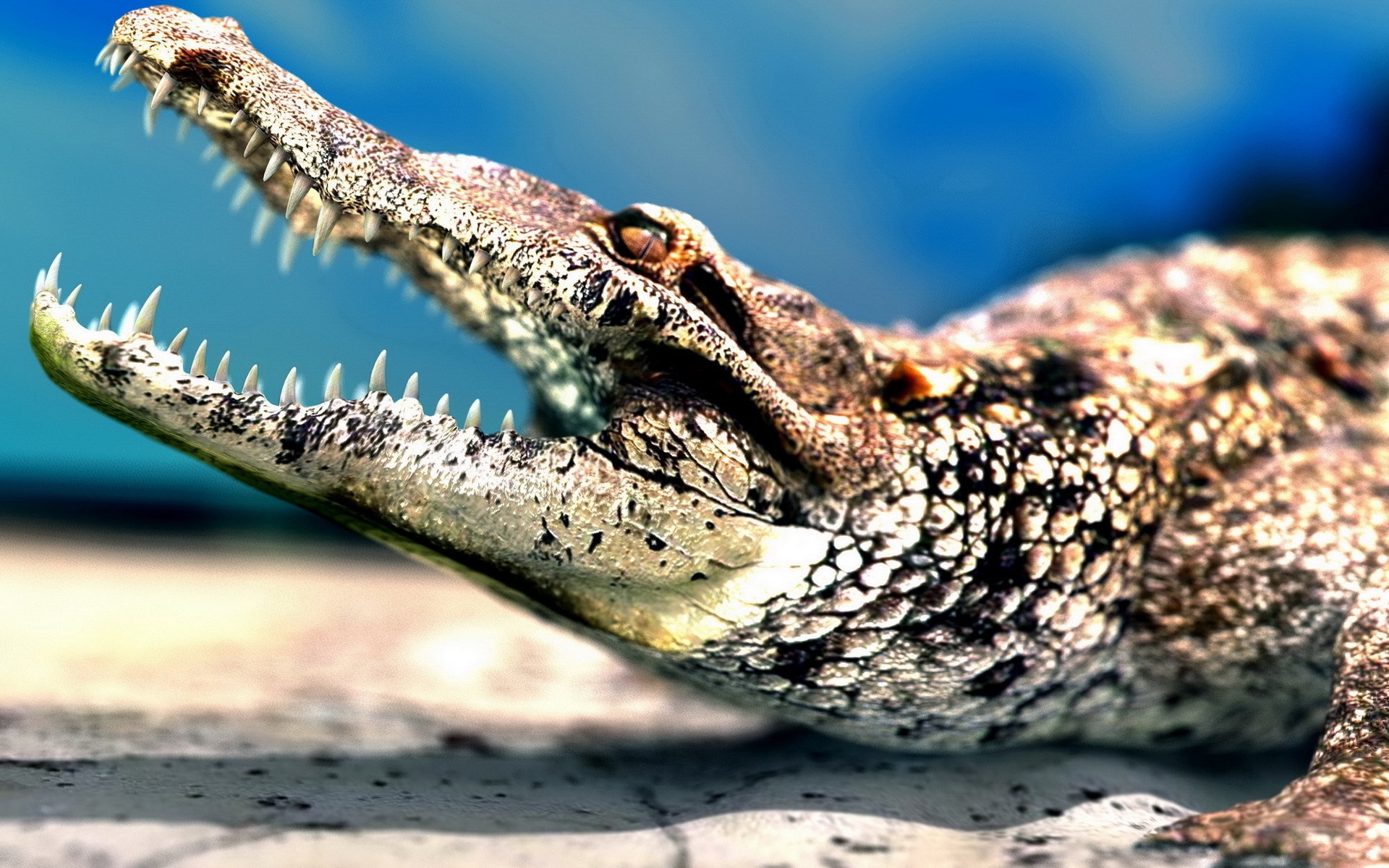 280878 Bild herunterladen tiere, krokodil, reptilien - Hintergrundbilder und Bildschirmschoner kostenlos