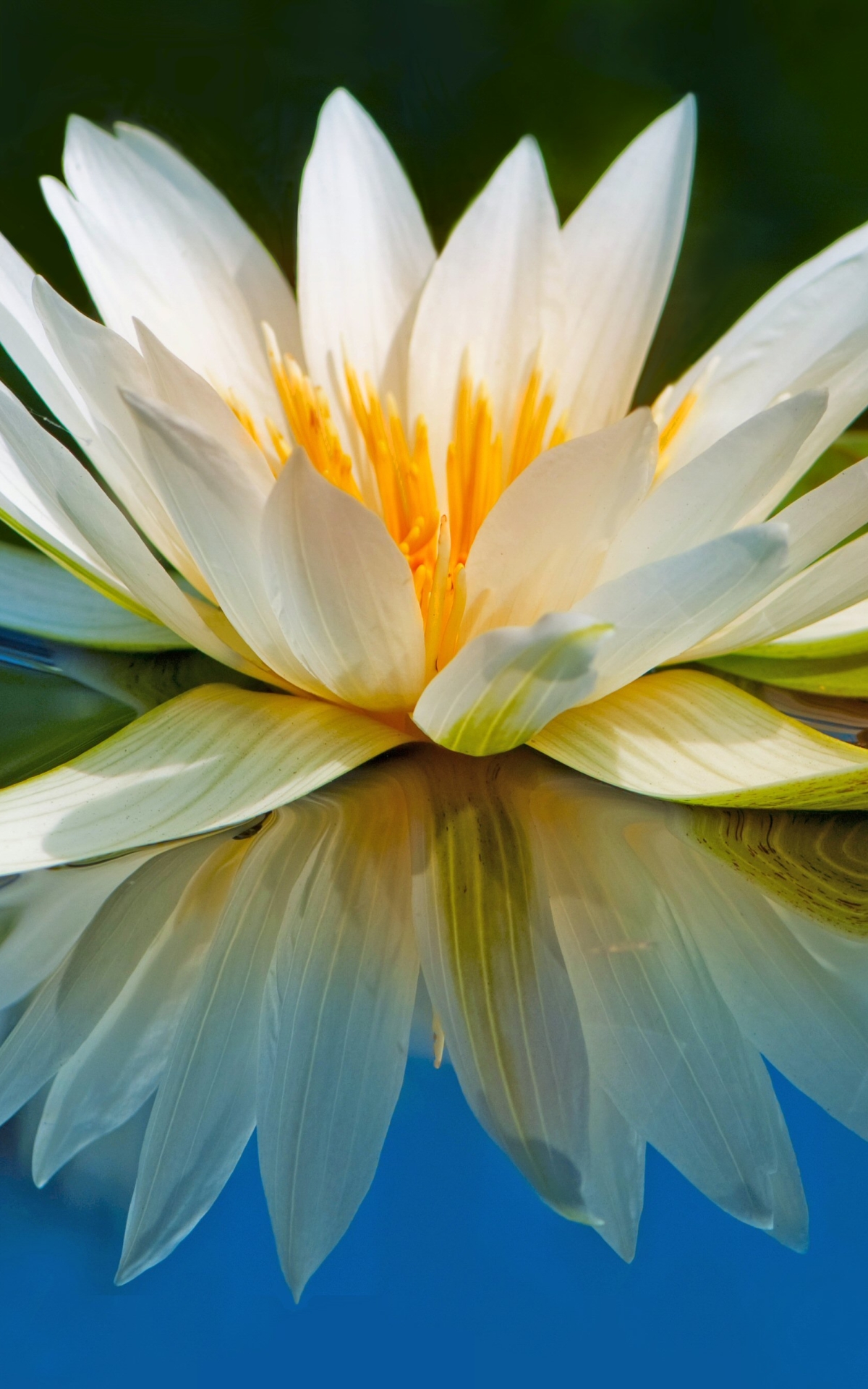 Download mobile wallpaper Flowers, Water, Reflection, Flower, Earth, Water Lily for free.