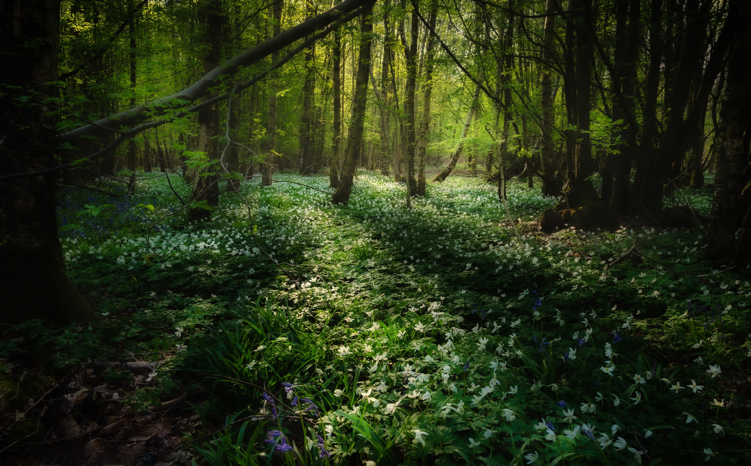 earth, forest, flower, thicket