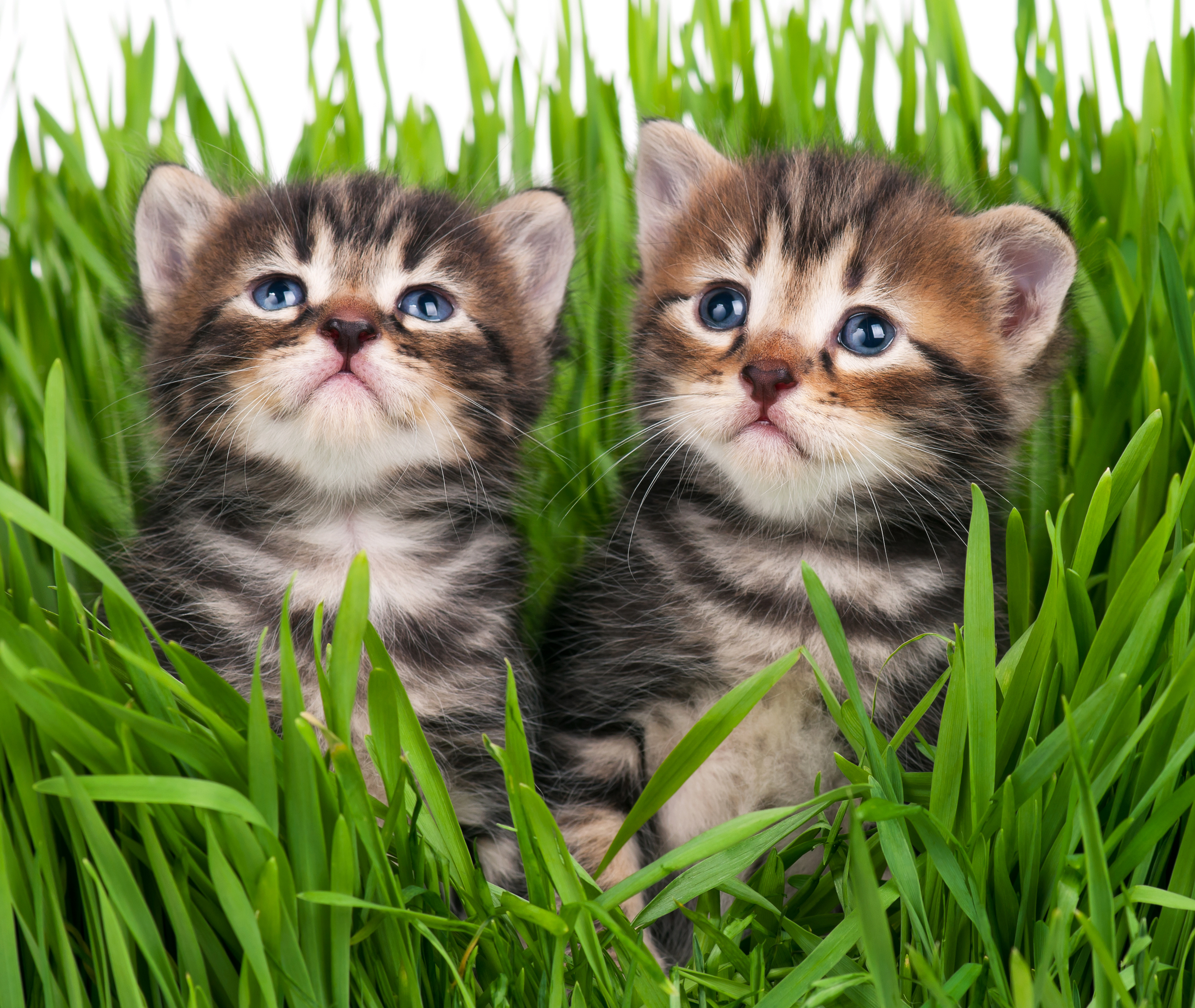 Скачати мобільні шпалери Трава, Кішка, Кошеня, Тварина, Коти безкоштовно.