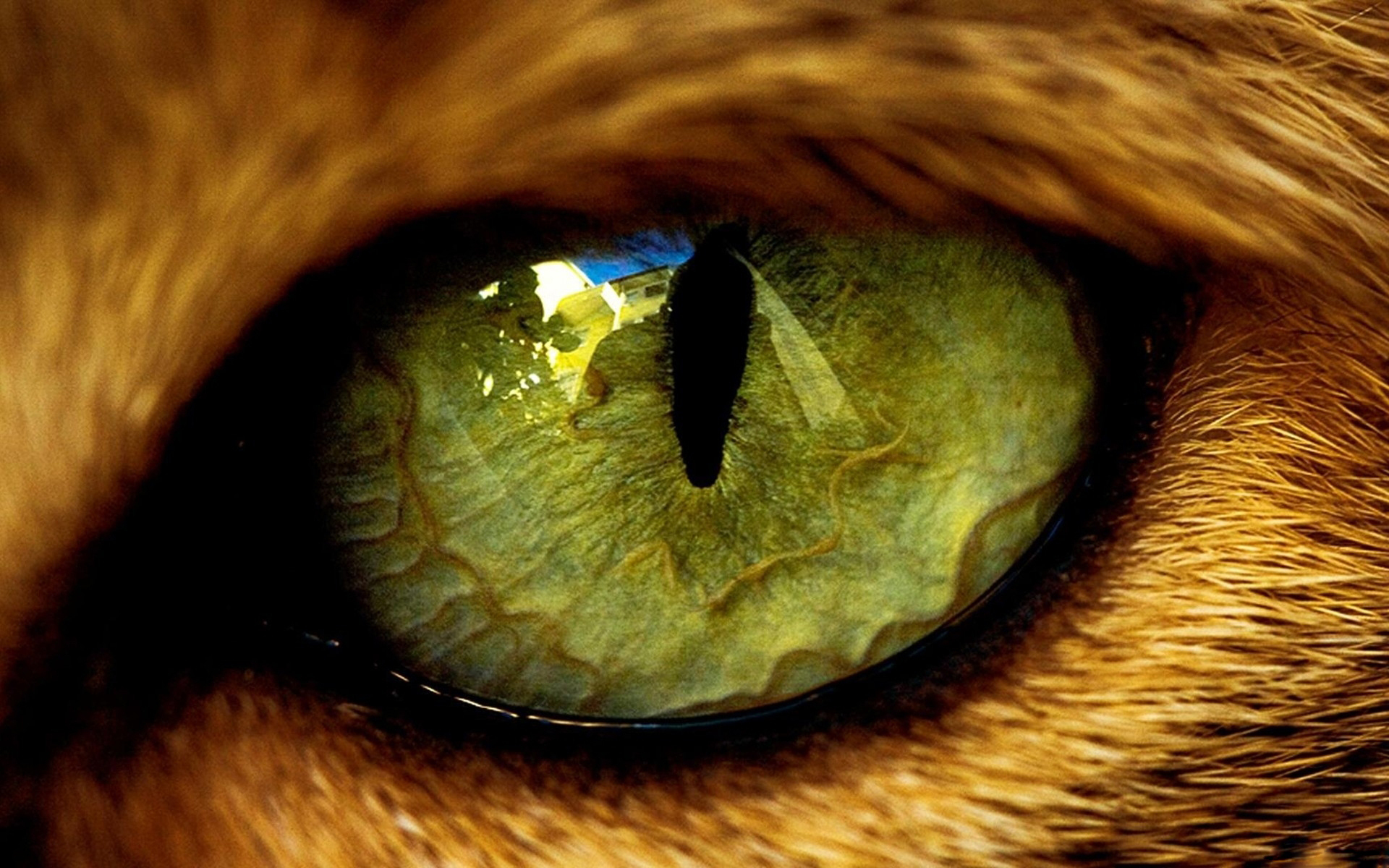 Free download wallpaper Cats, Cat, Close Up, Animal, Eye on your PC desktop